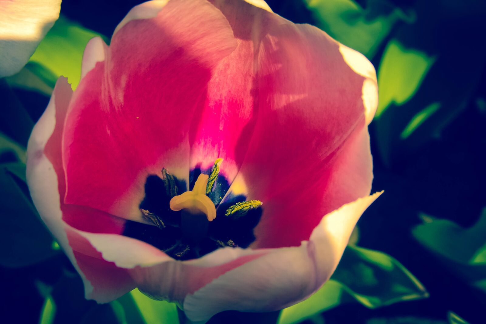 Sony DSC-F828 sample photo. Flower, tulip, nature photography