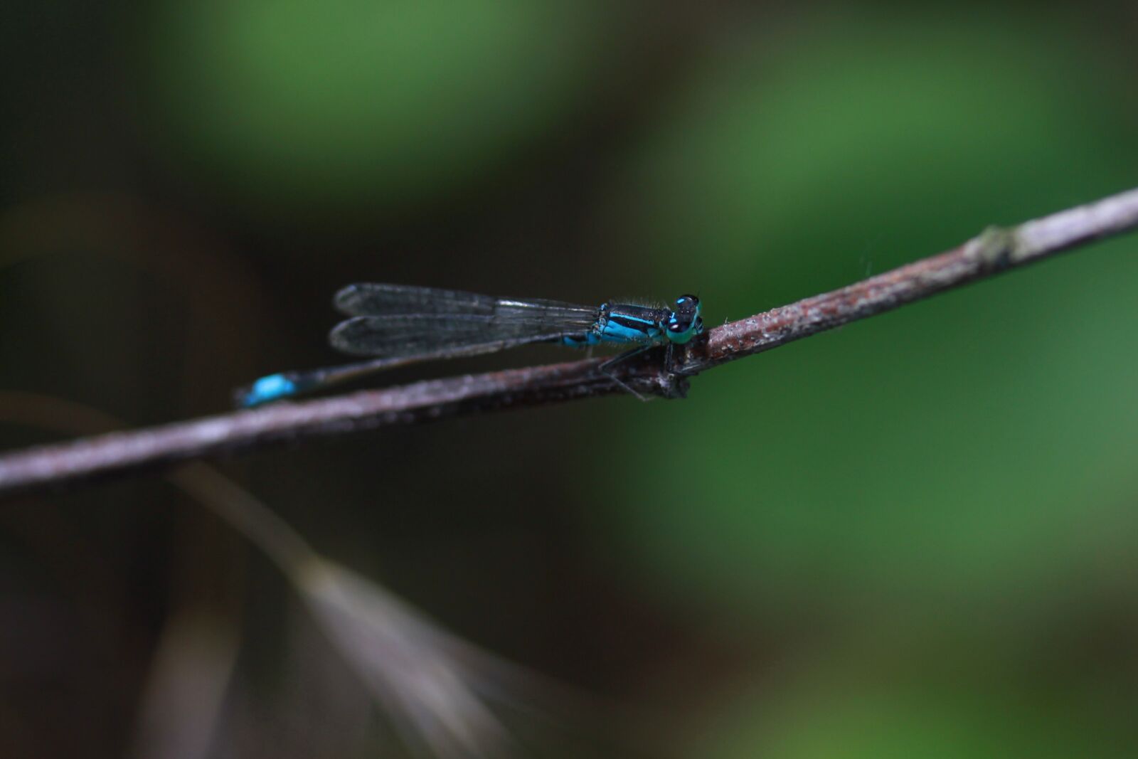 Canon EOS 700D (EOS Rebel T5i / EOS Kiss X7i) + Canon EF-S 60mm F2.8 Macro USM sample photo. Dragonfly, blue, insecta photography