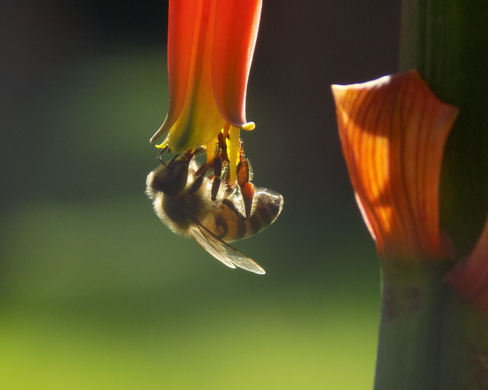 Nikon COOLPIX L330 sample photo. Bee, a, animal photography