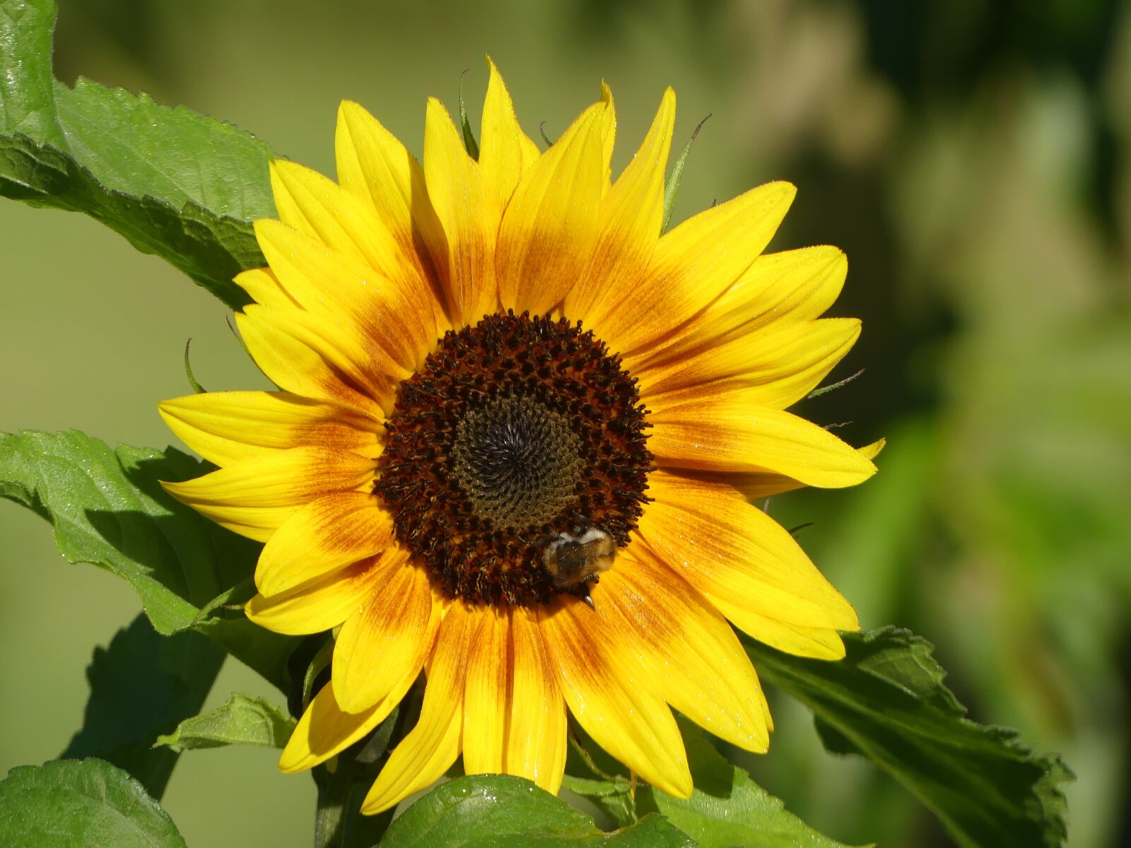 Panasonic Lumix DMC-FZ300 sample photo. Flower, yellow, yellow flower photography