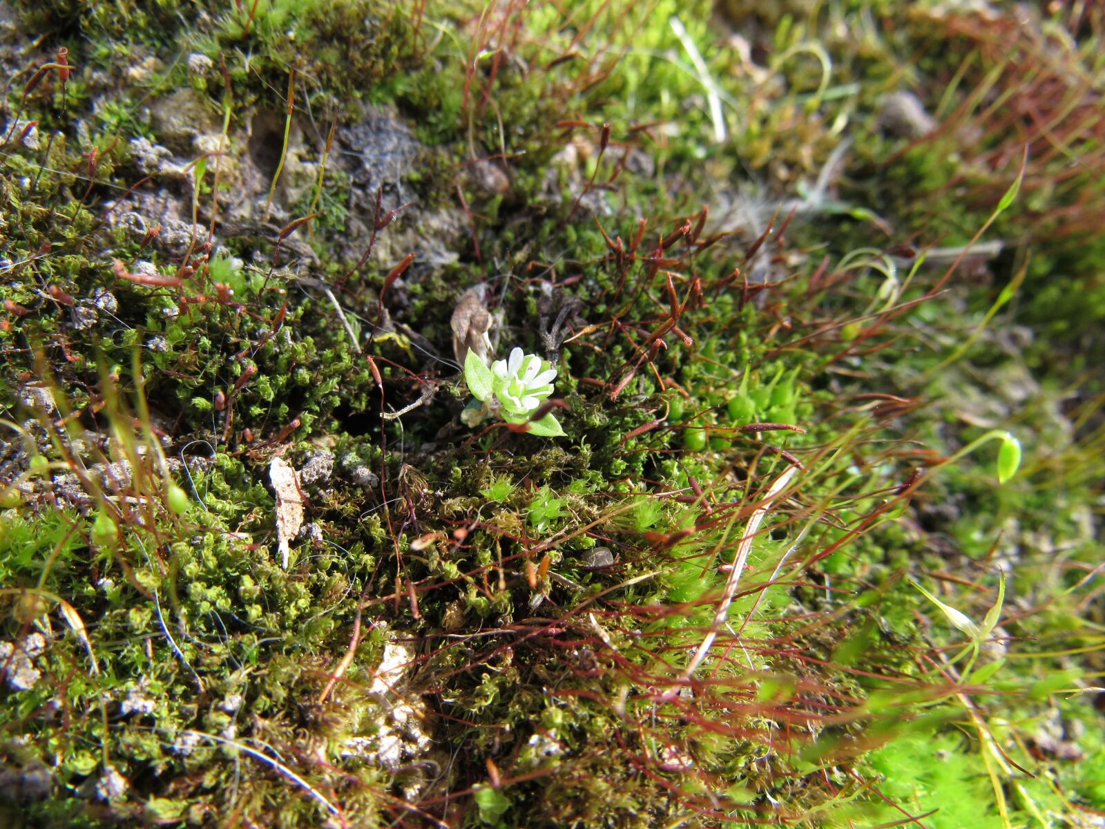 Canon PowerShot SX530 HS sample photo. Moss, microclimate, close up photography