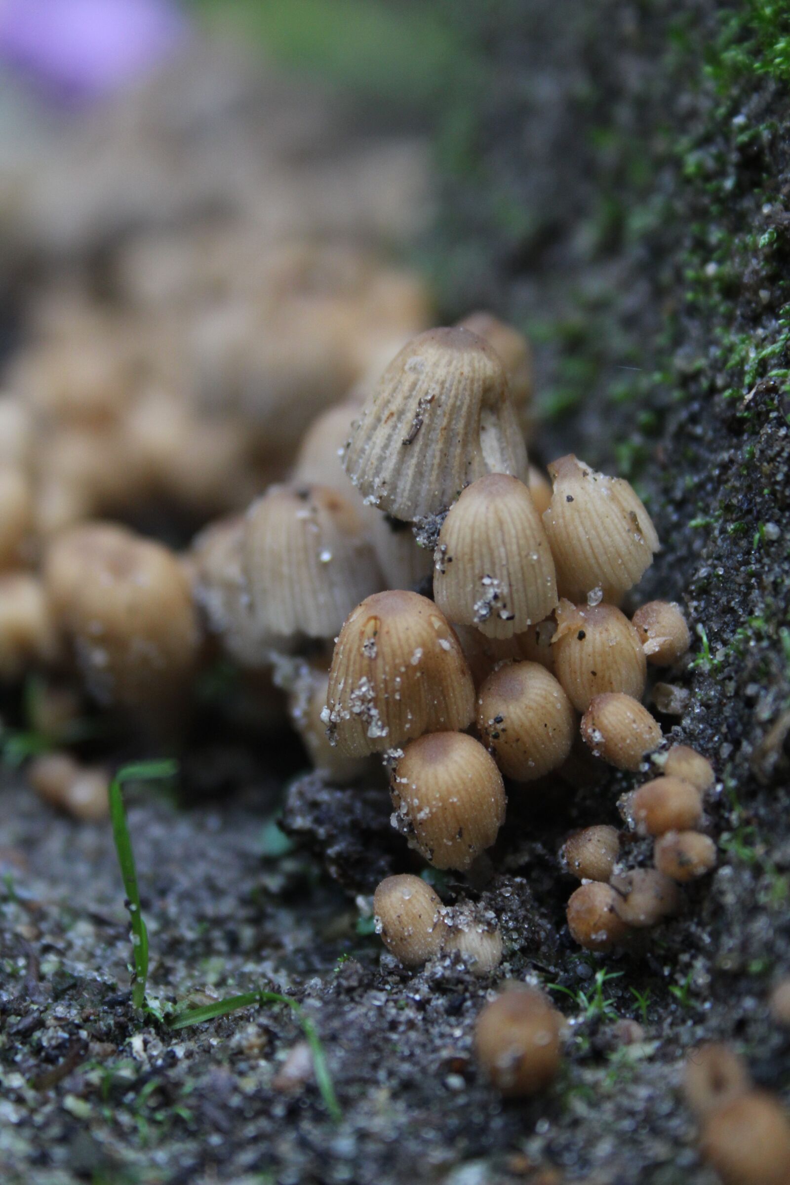 Canon EOS 700D (EOS Rebel T5i / EOS Kiss X7i) + Canon EF-S 18-55mm F3.5-5.6 II sample photo. Mushrooms, little, brown photography