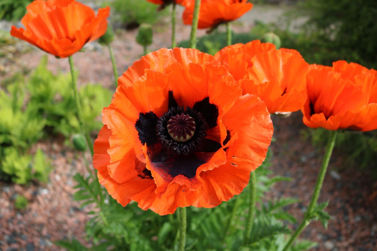 Canon EOS 750D (EOS Rebel T6i / EOS Kiss X8i) sample photo. Poppy, oriental, flower photography