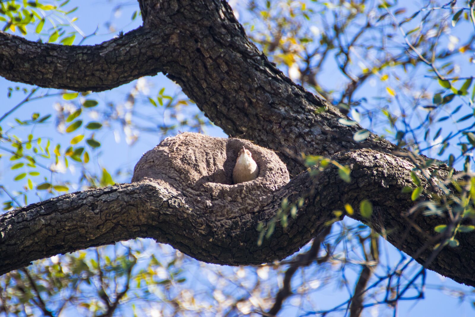 Canon EOS 200D (EOS Rebel SL2 / EOS Kiss X9) sample photo. Nest, bird, hatchling photography