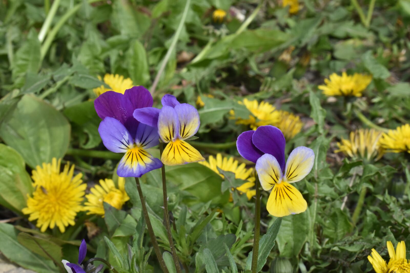 Nikon D3400 sample photo. Violet, spring, lawn photography