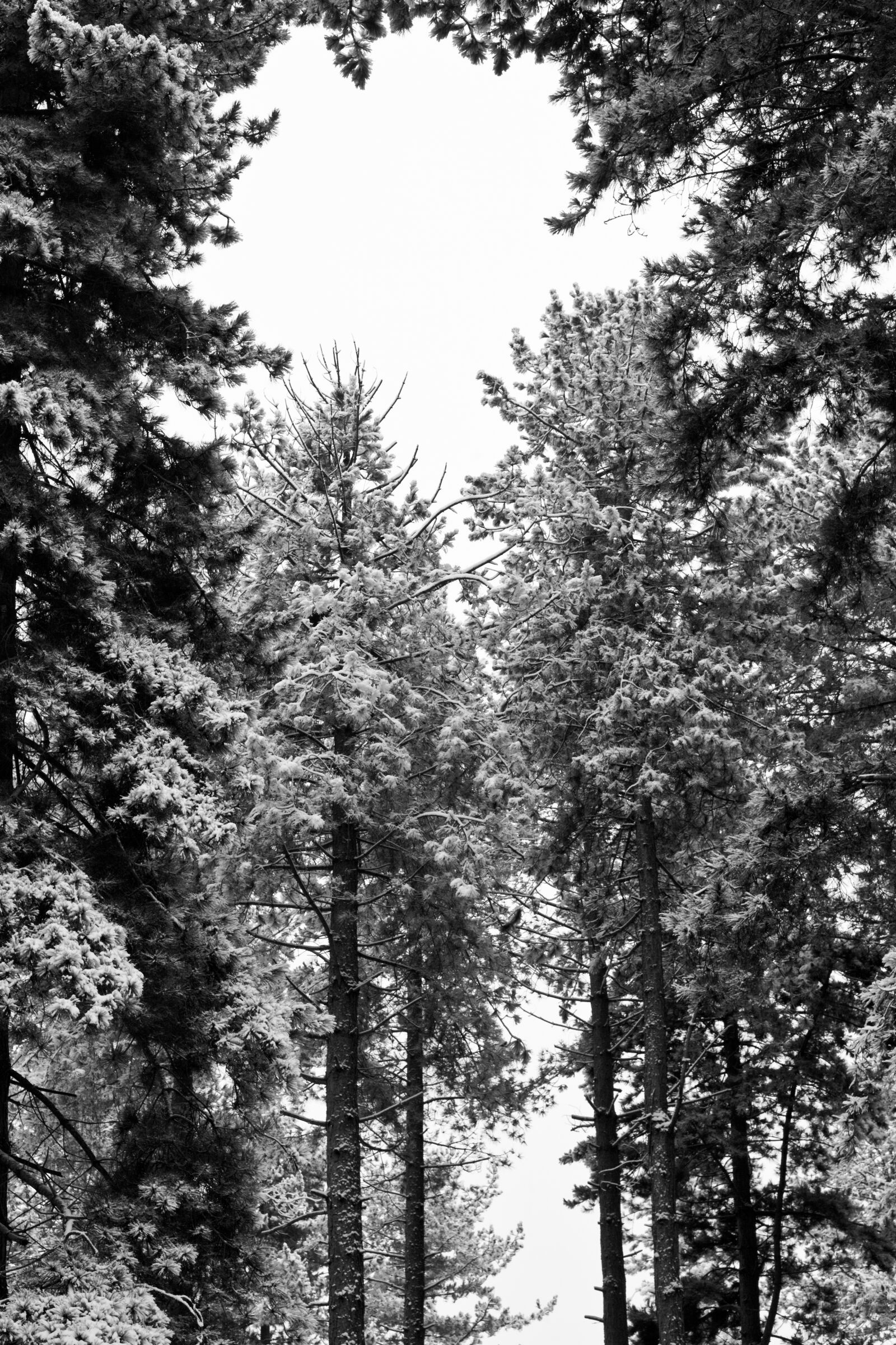 Canon EOS 5D Mark II sample photo. Monochrome, woods, wood photography