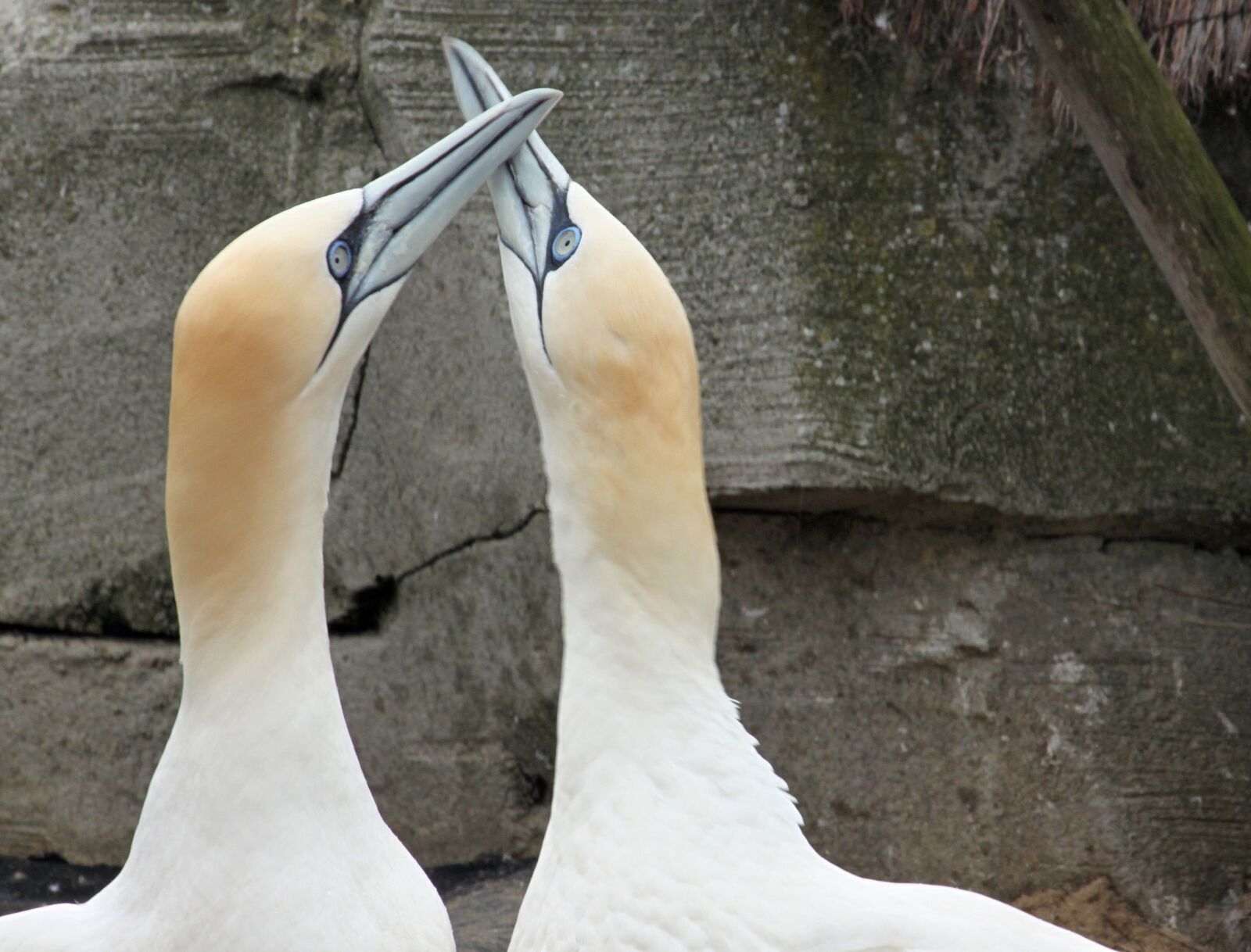 Canon EOS 500D (EOS Rebel T1i / EOS Kiss X3) sample photo. Northern gannet, beaks, bill photography