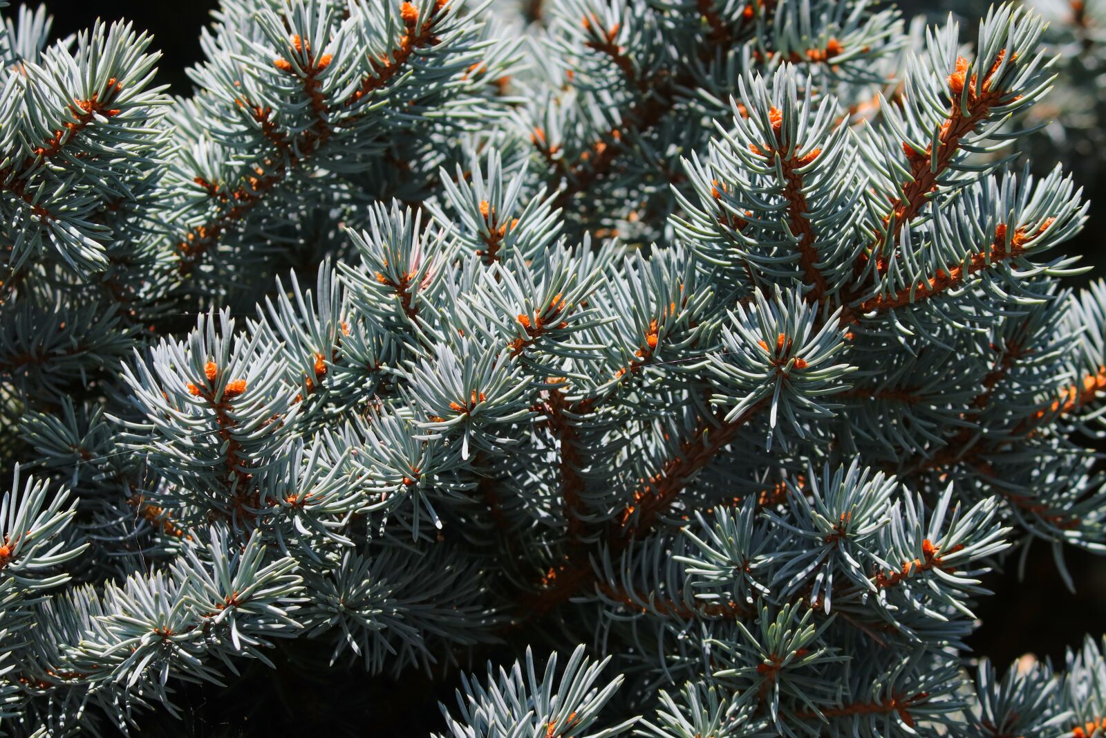 Canon EF-S 55-250mm F4-5.6 IS II sample photo. Blue spruce, noble fir photography