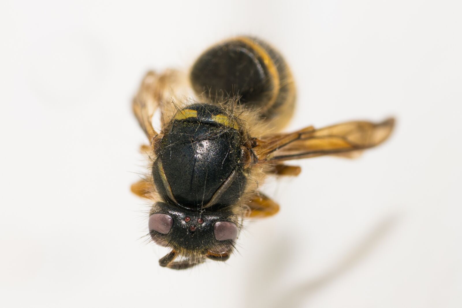 Sony a7R II + Sony FE 90mm F2.8 Macro G OSS sample photo. Insect, bee, close up photography