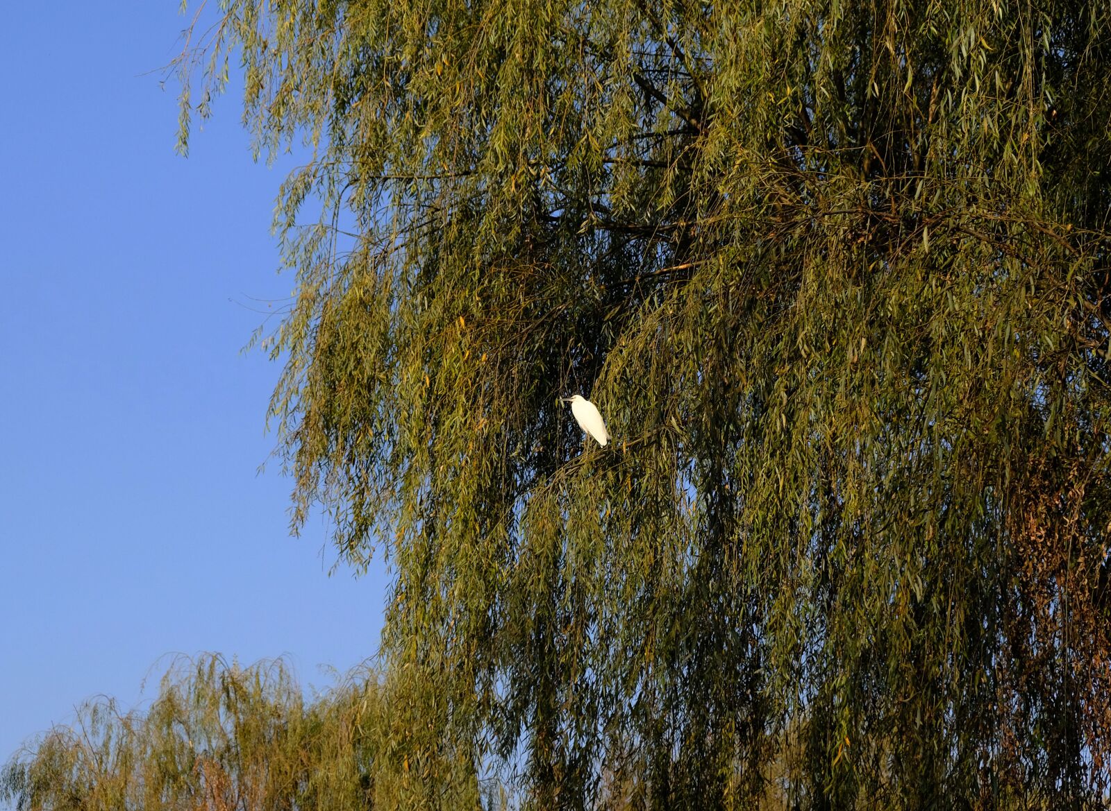 Fujifilm X-T20 sample photo. Forest, water birds, bird photography