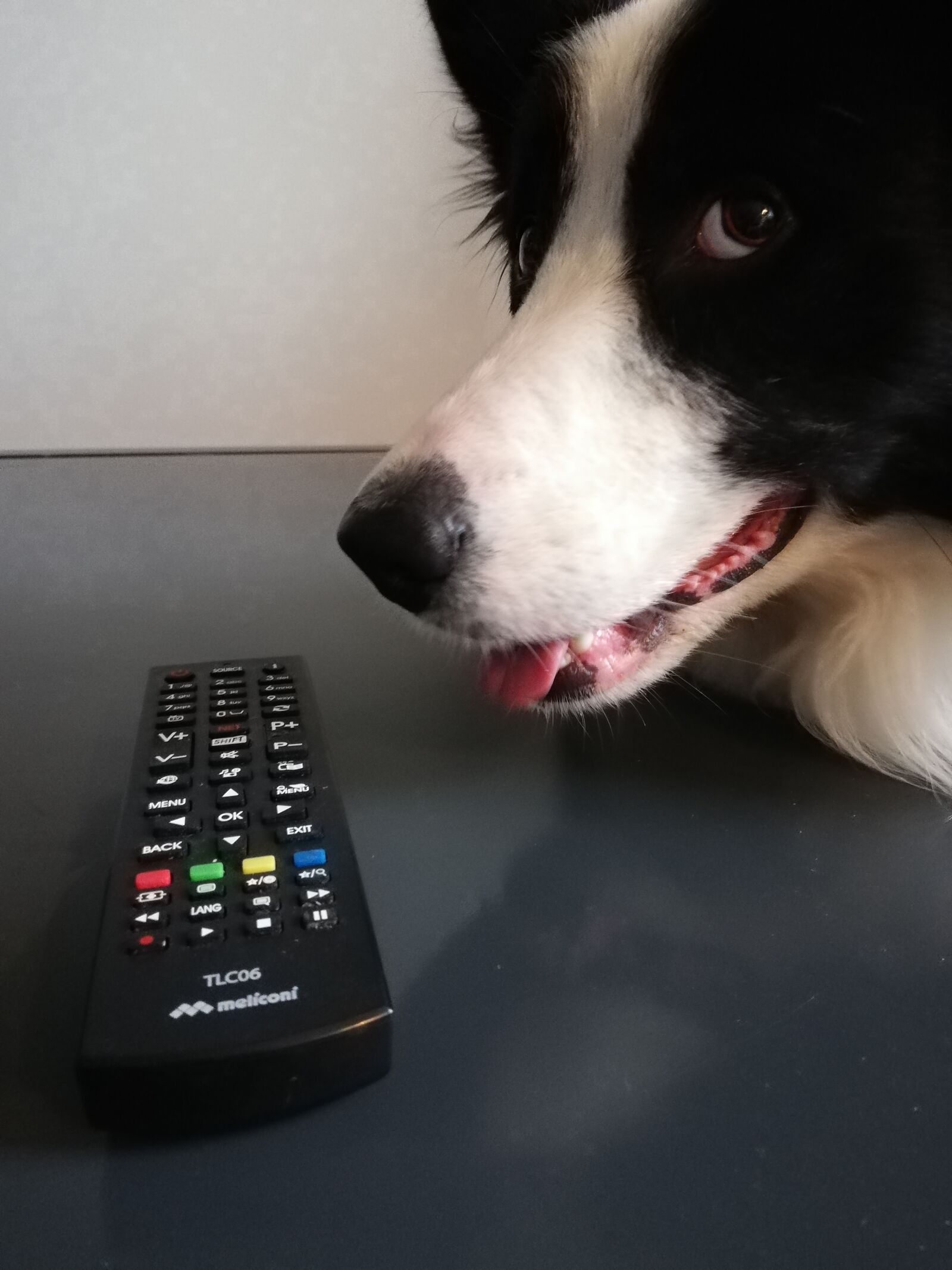 HUAWEI ANE-LX1 sample photo. Dog, tv, funny photography