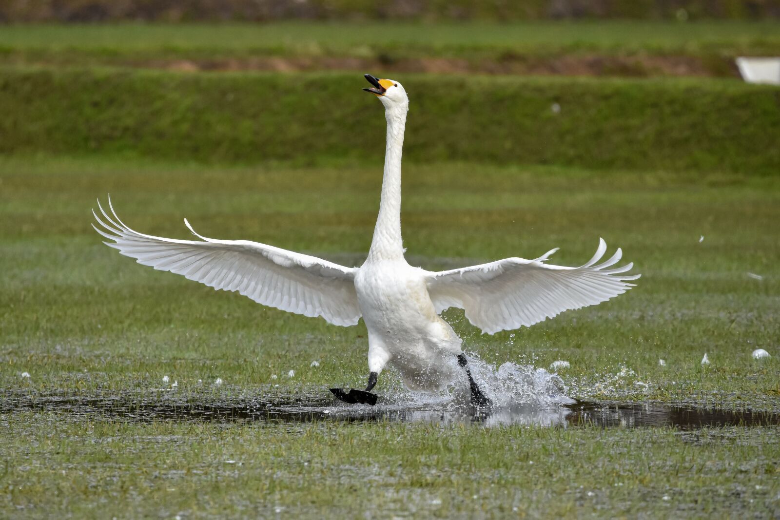 Nikon D7200 sample photo. Animal, paddy field, water photography