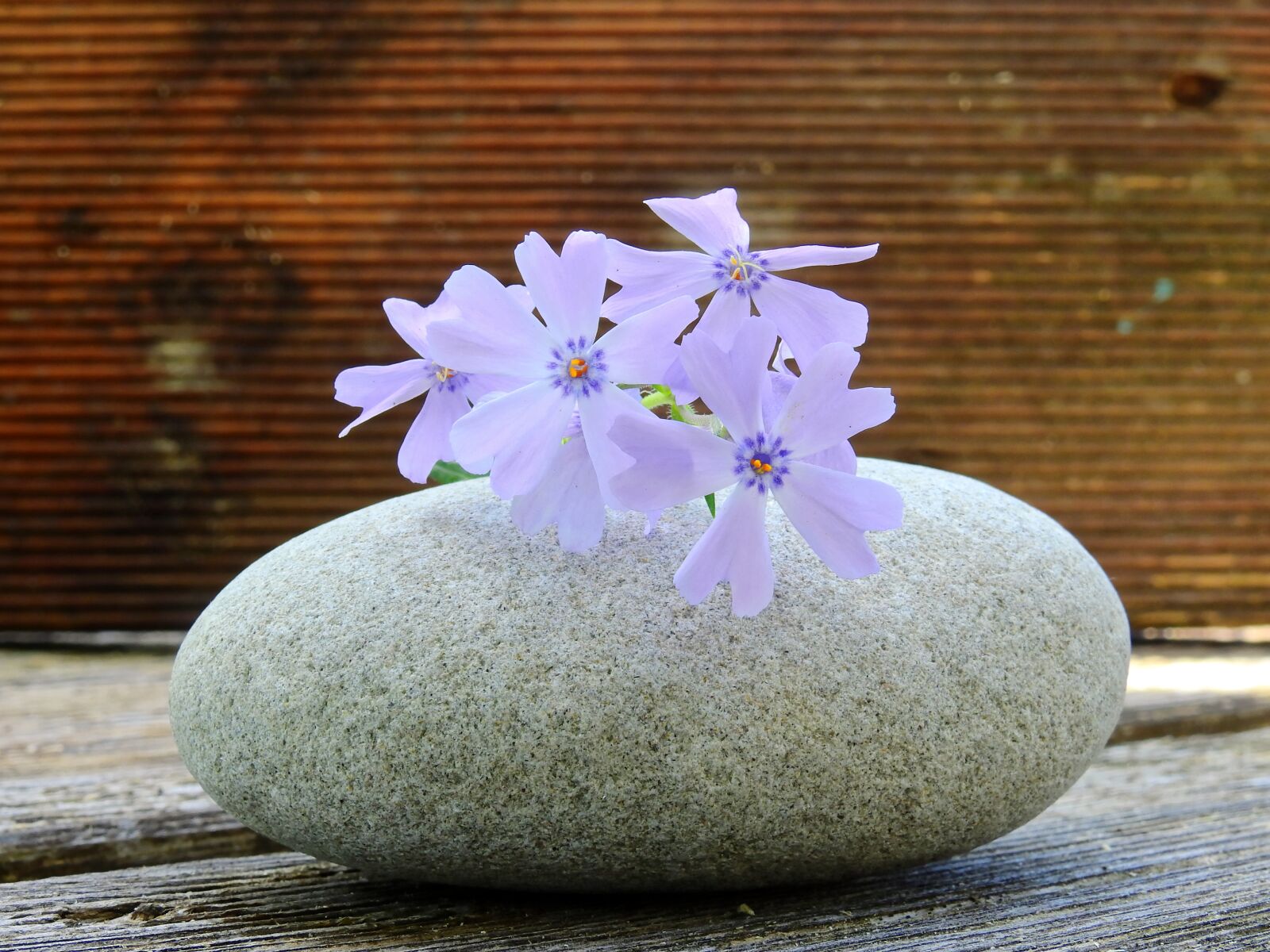 Nikon Coolpix P900 sample photo. Flower, blossom, bloom photography