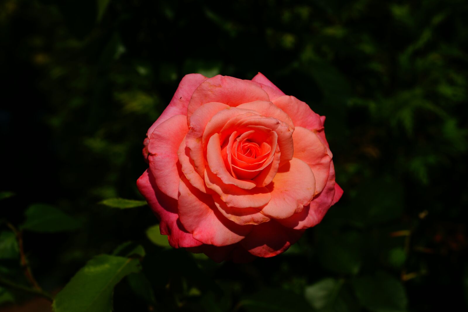 Sony Alpha DSLR-A900 sample photo. Rose, summer, garden photography