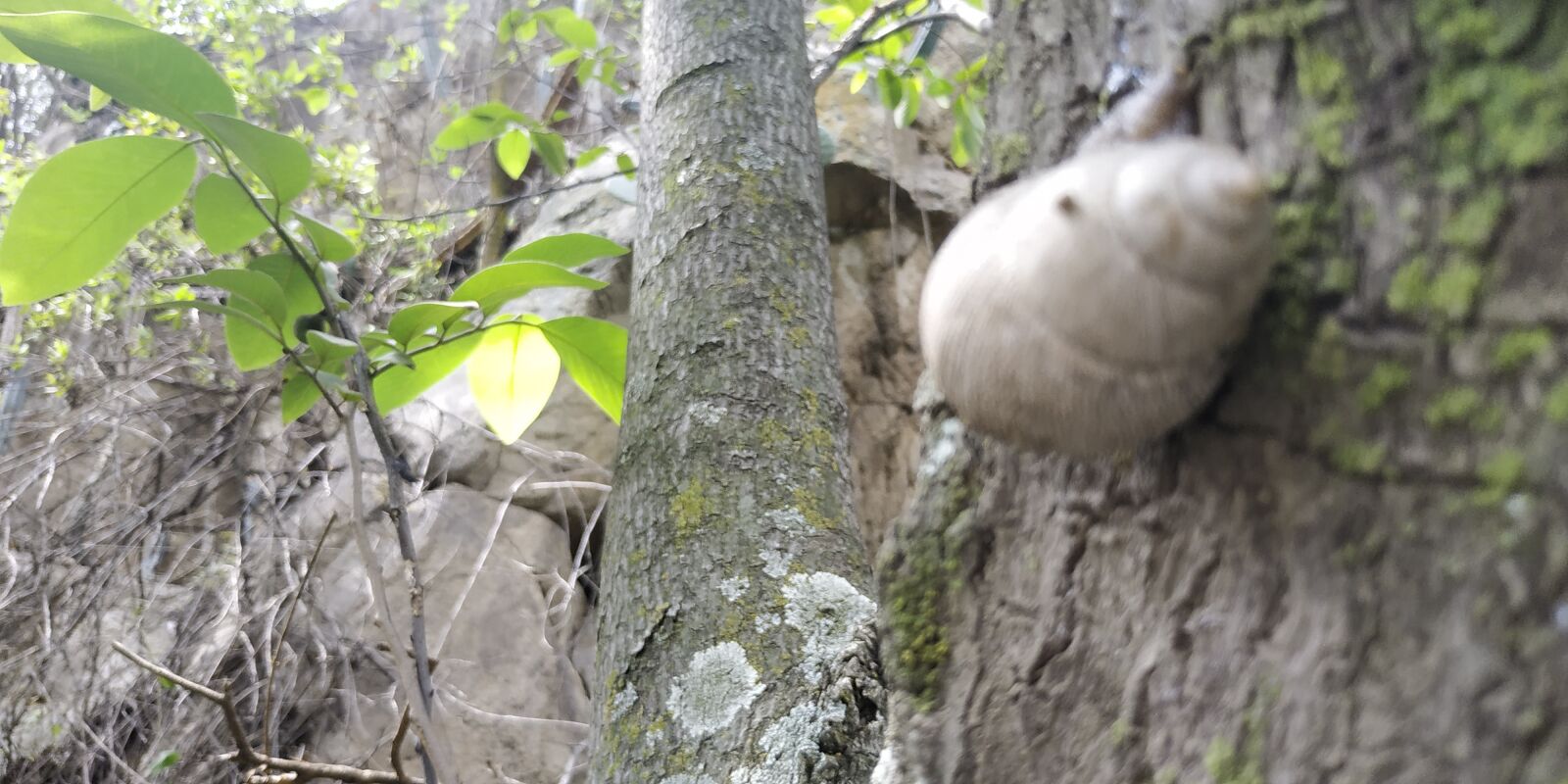 Xiaomi Redmi Note 5 sample photo. Nature, snail, animals photography