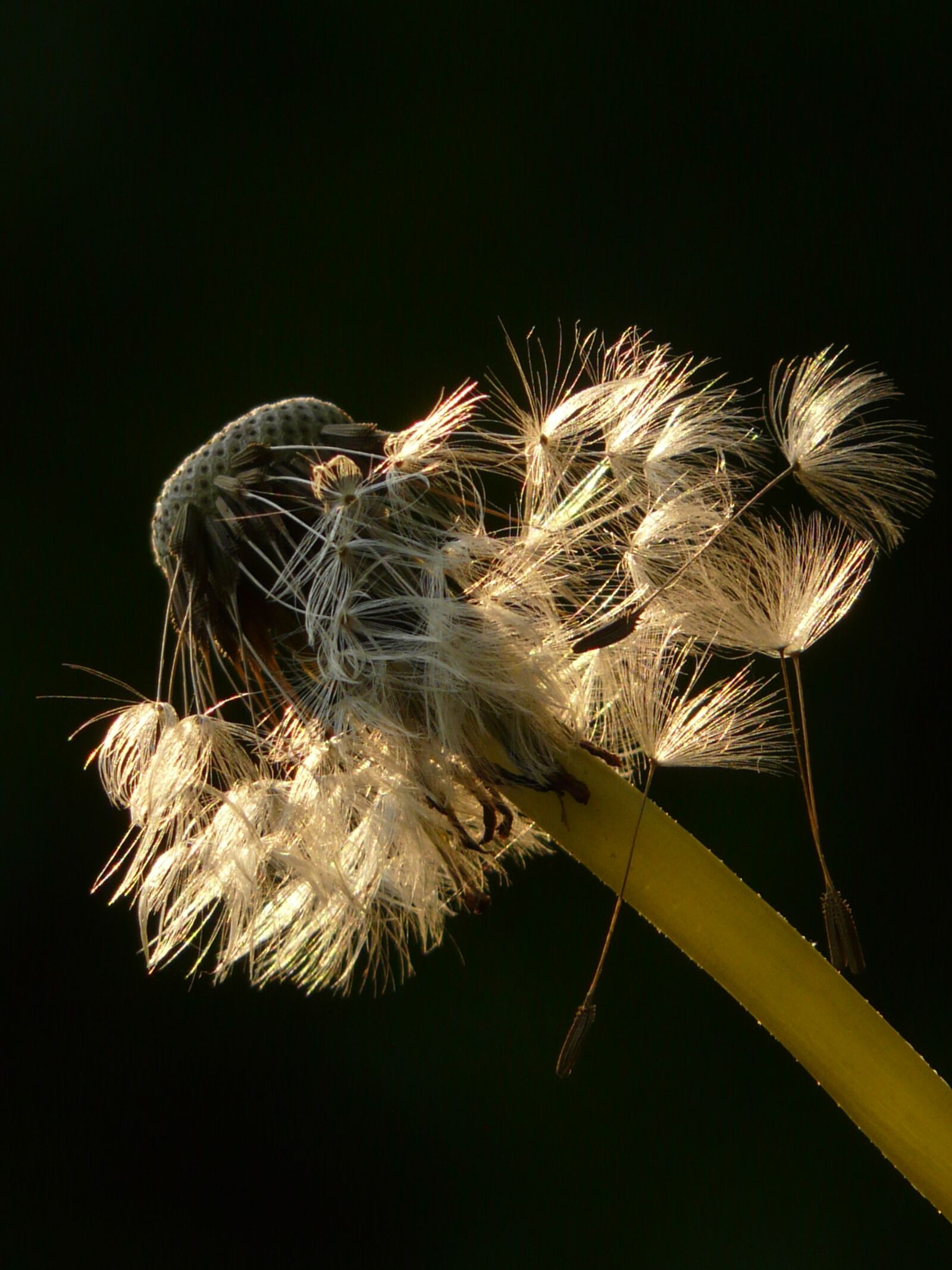 Panasonic DMC-FZ18 sample photo. Dandelion, seeds, flower photography