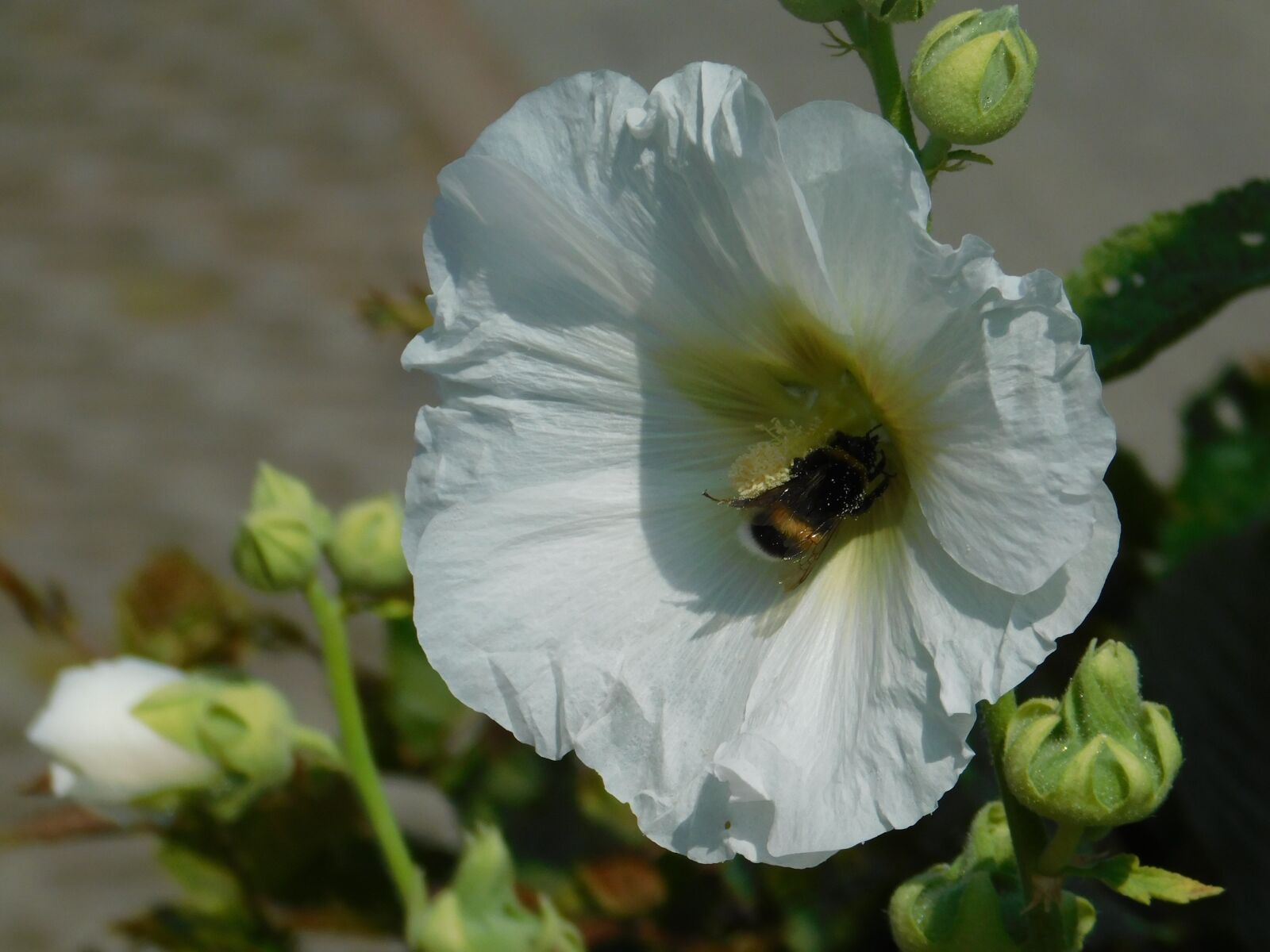 Nikon Coolpix B500 sample photo. Bee, flower, blossom photography