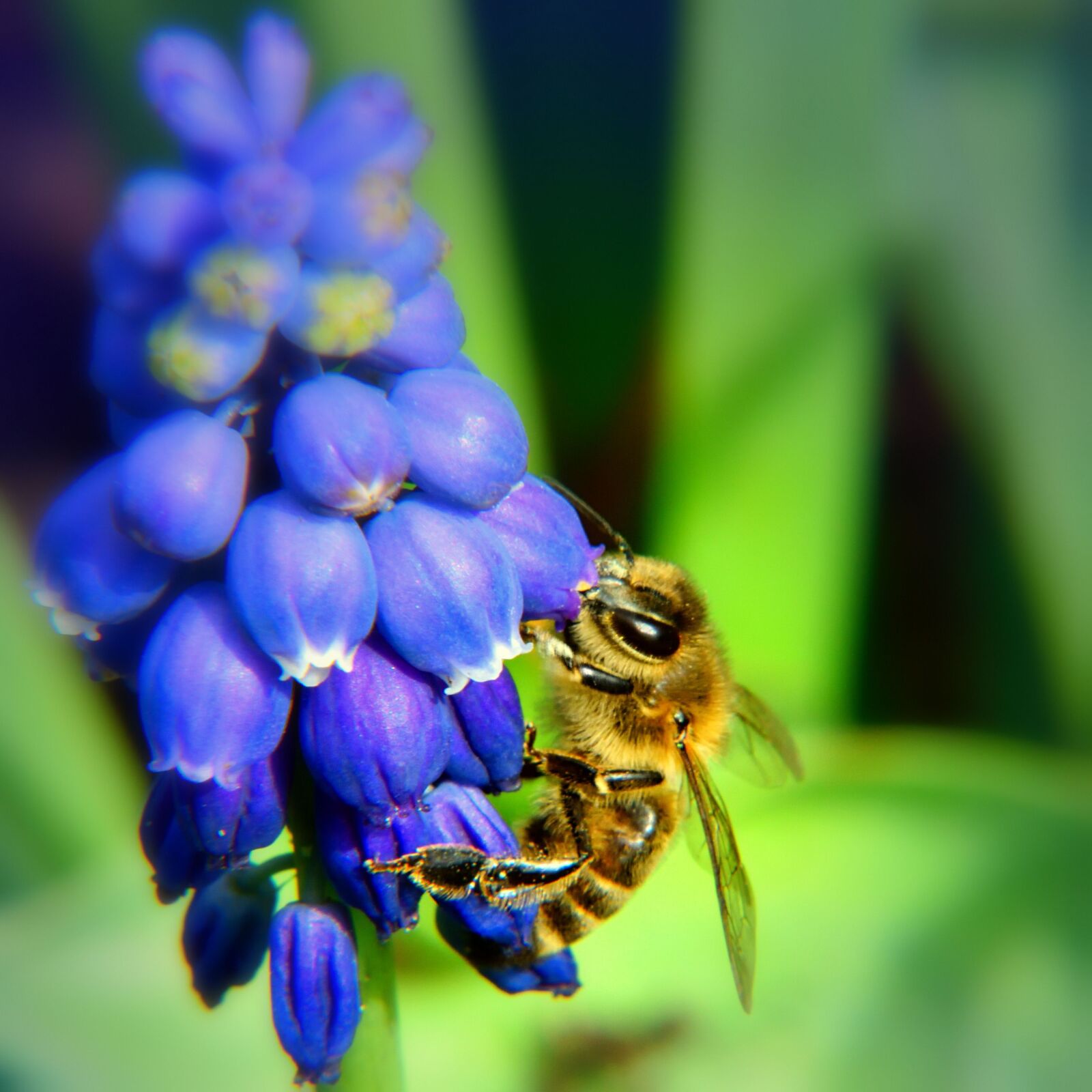 Nikon D5500 sample photo. Bee, flower, blue photography