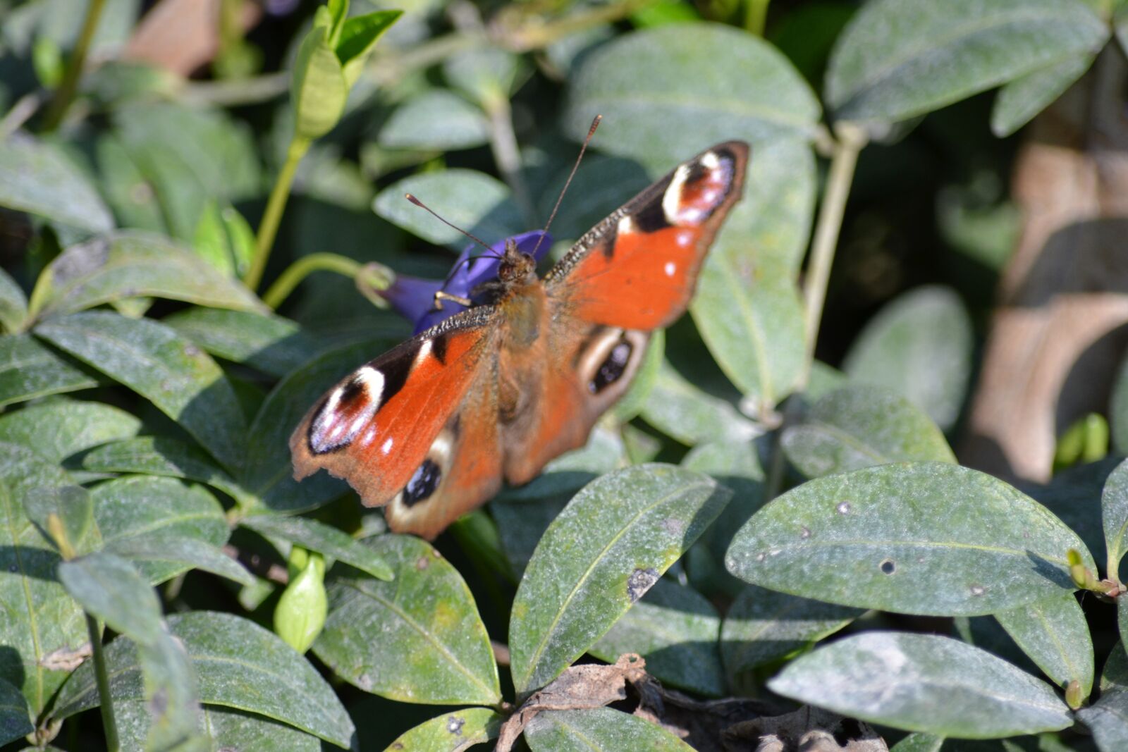 Nikon D3100 sample photo. Butterfly, up close and photography