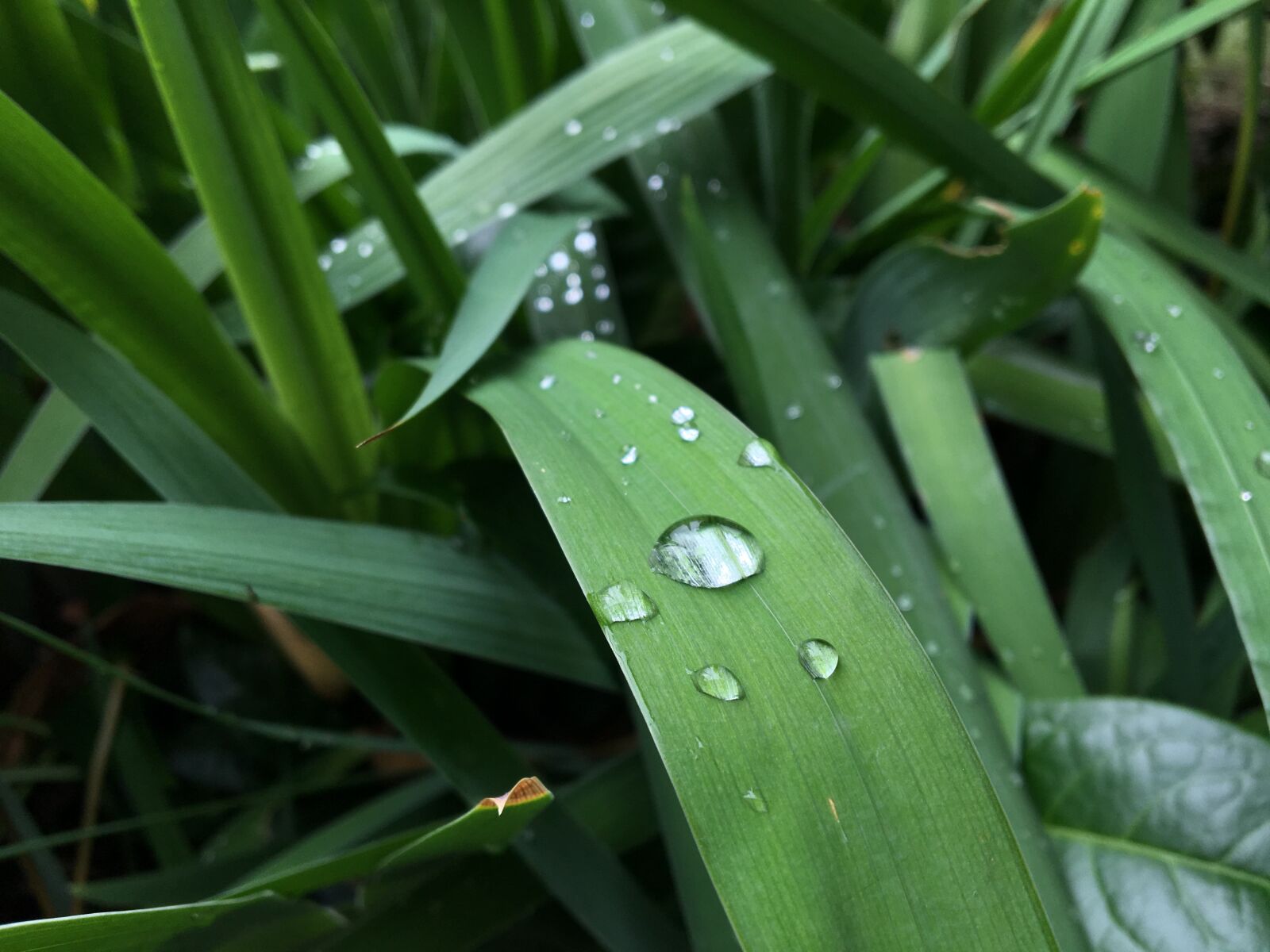 Apple iPhone 6s sample photo. Flower, rain drops on photography