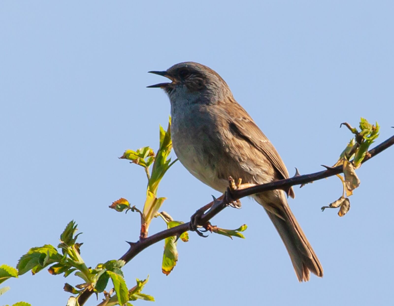 Canon EOS 5D Mark II sample photo. Dunnock on a branch photography