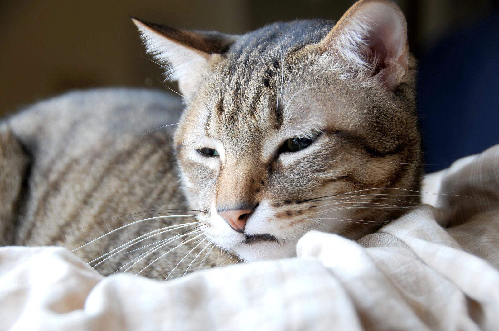 Nikon D300S sample photo. Cat, pet, the storm photography