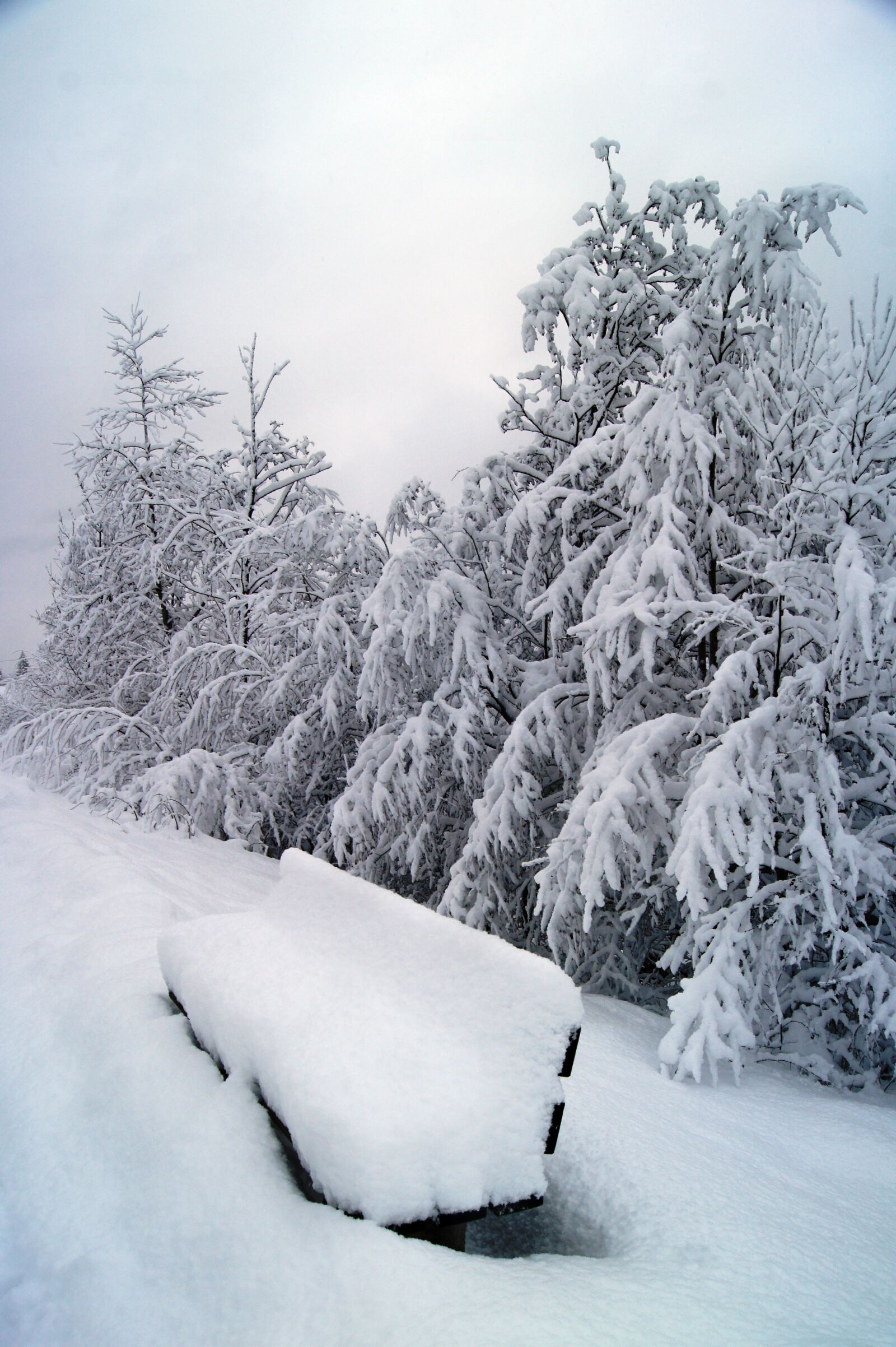 Sony Alpha DSLR-A550 sample photo. Winter, snow, wintry photography