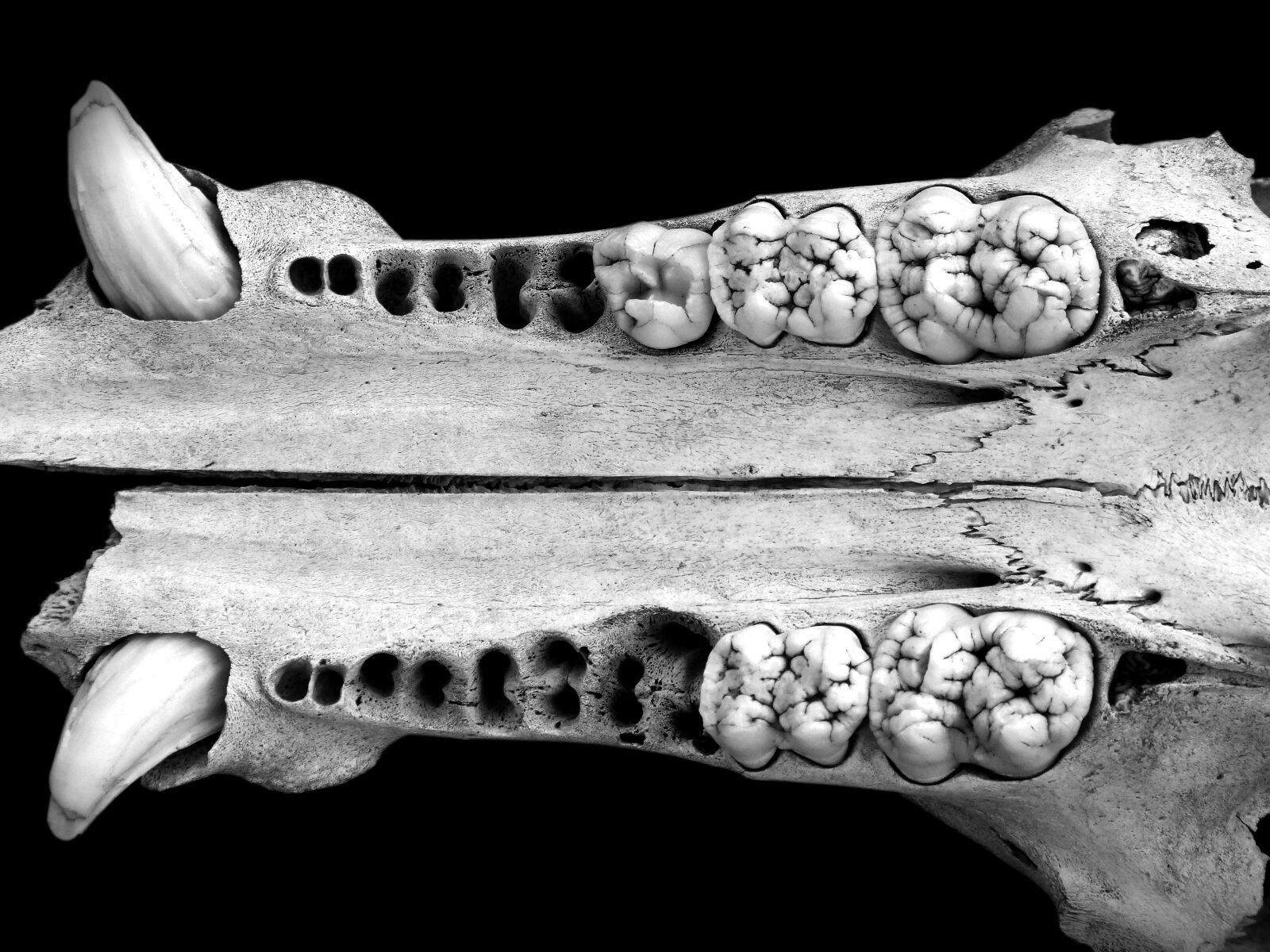 Panasonic DMC-FZ62 sample photo. Jaw, fangs, teeth photography