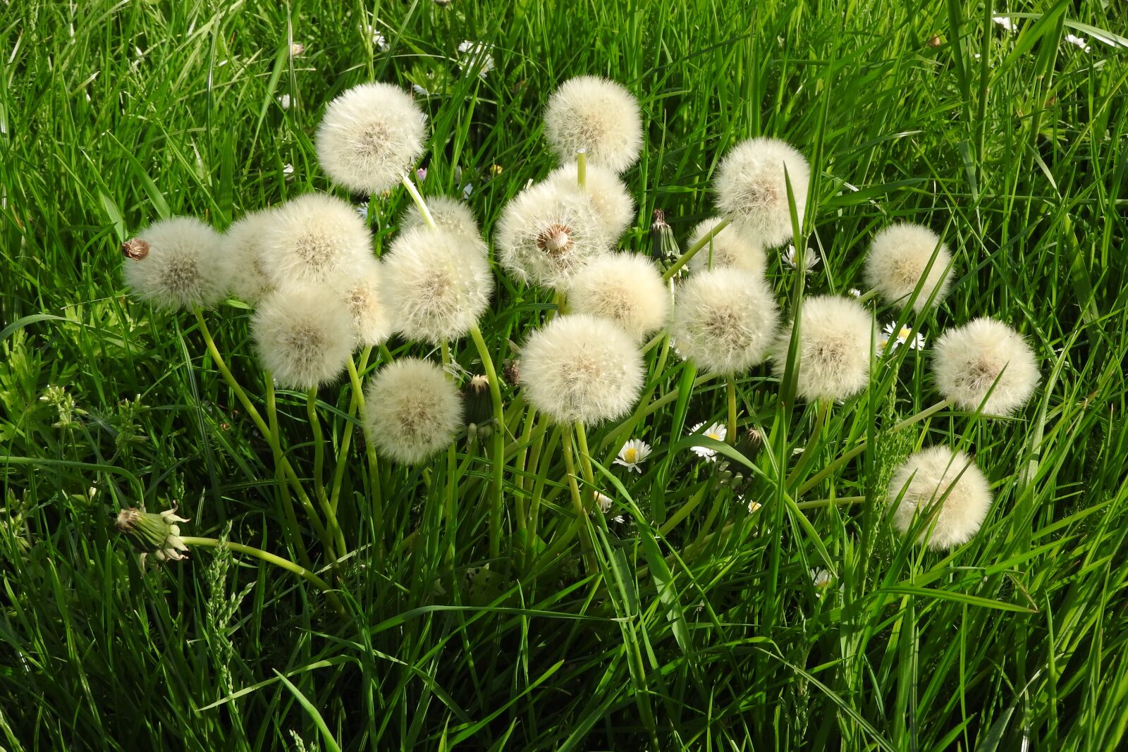 Nikon Coolpix P610 sample photo. Dandelion, meadow, pointed flower photography