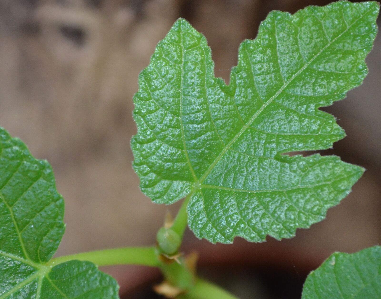 Nikon D5100 sample photo. Leaf, fig, fractals photography