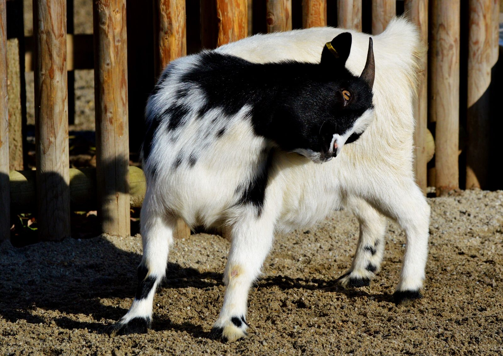 Nikon D3200 sample photo. Dwarf goat, goat, domestic photography