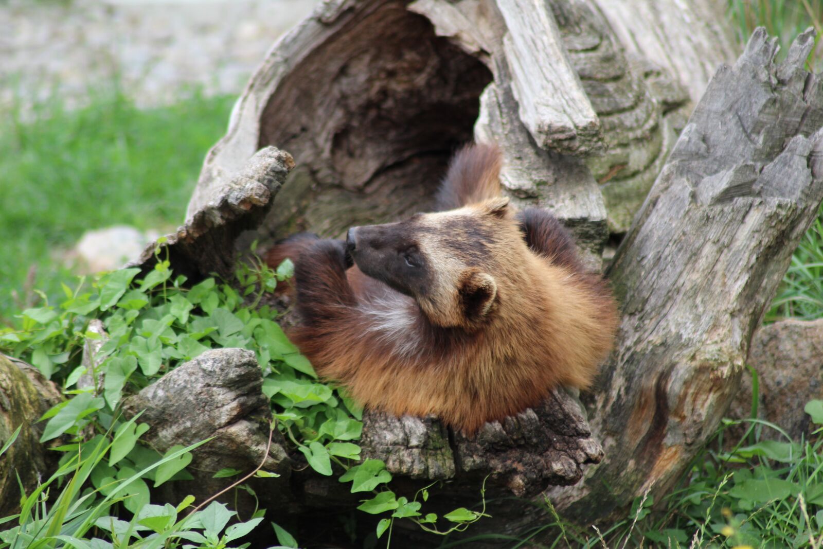 Canon EOS 1200D (EOS Rebel T5 / EOS Kiss X70 / EOS Hi) sample photo. Wolverine, zoo deep, animal photography