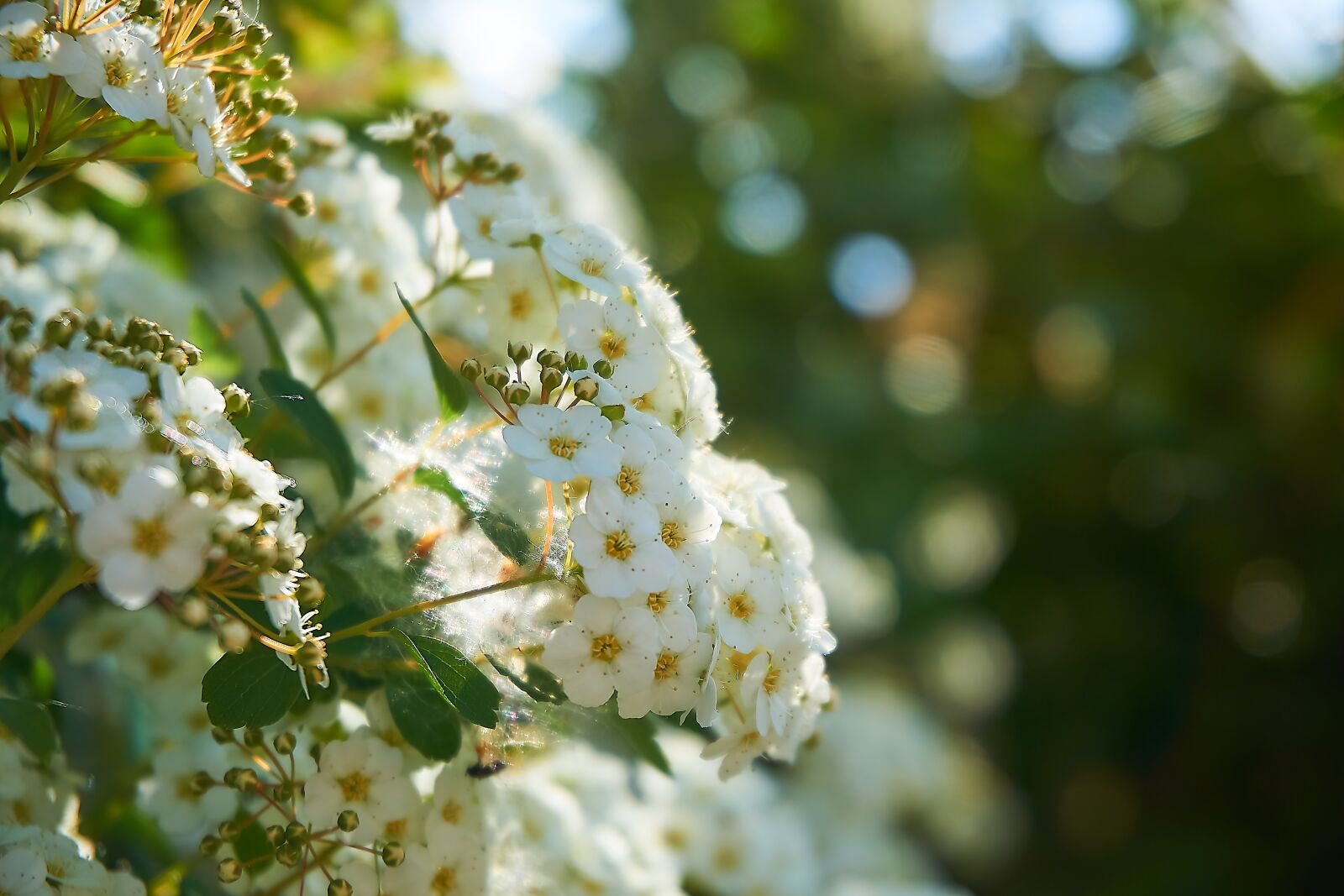 Sony a6000 sample photo. Prachtspiere, spierstrauch, flowers photography