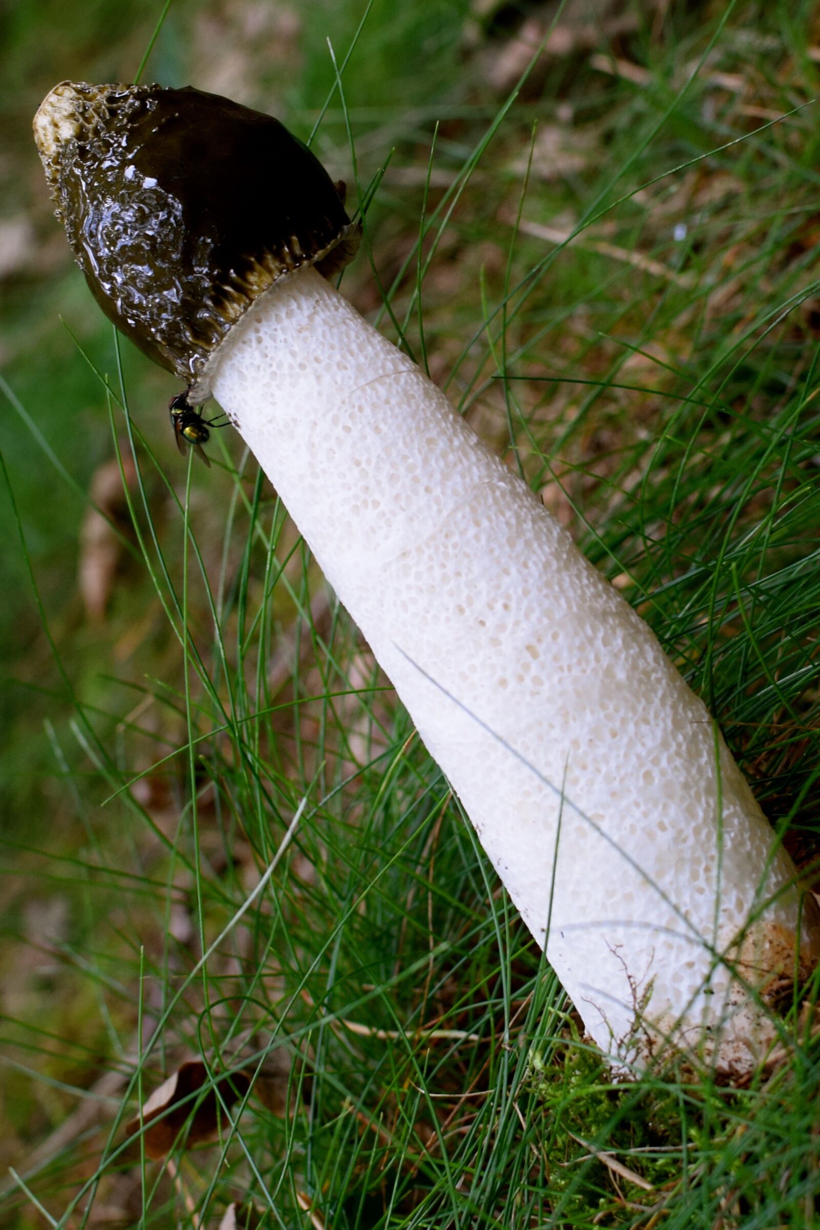 Nikon D5300 sample photo. Morel, mushroom, young photography