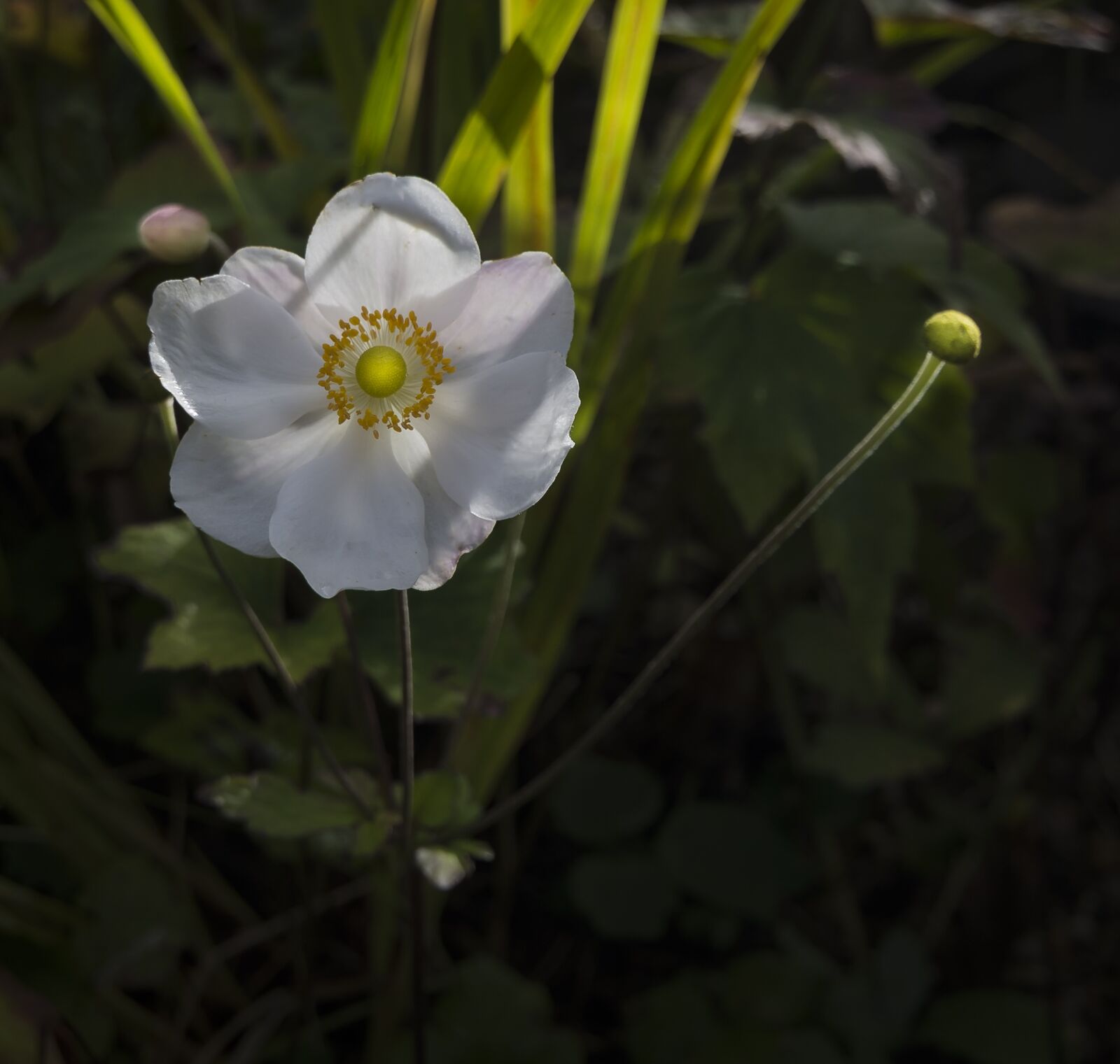 Nikon D7200 sample photo. Flower, japanese anemone, blooming photography