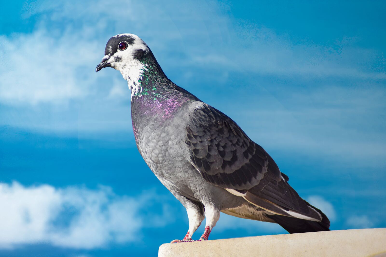Nikon D7200 sample photo. Pigeon, fly, animal photography