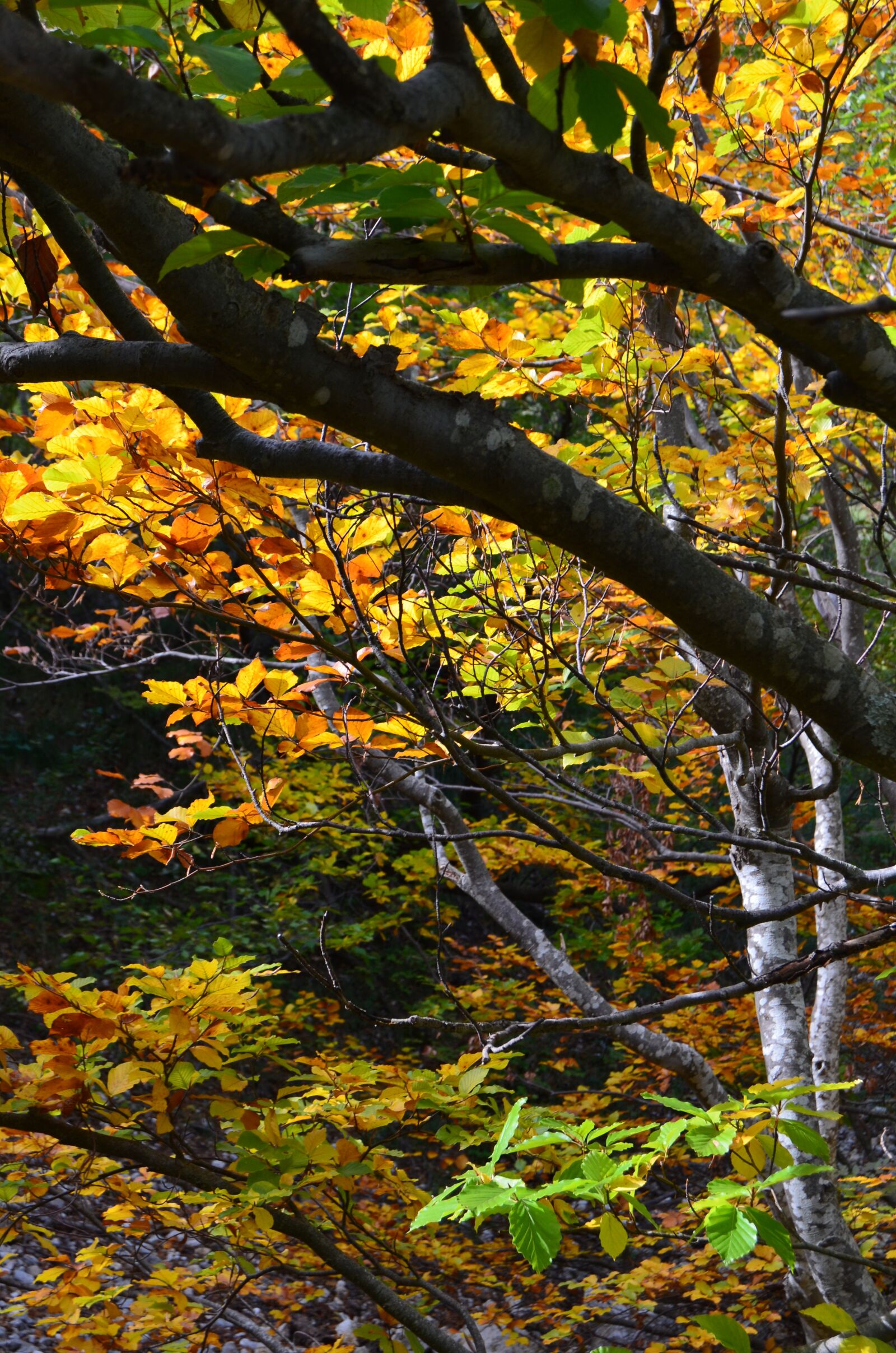 Nikon D5100 sample photo. Autumn, foliage, underwood photography