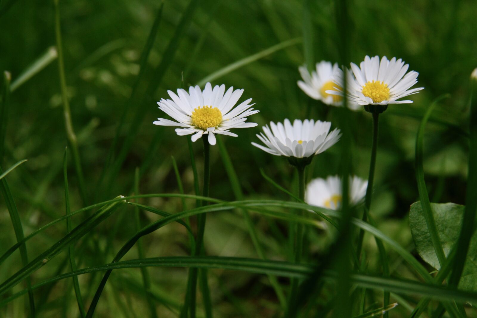 Canon EOS 400D (EOS Digital Rebel XTi / EOS Kiss Digital X) sample photo. Daisy, meadow, grassland plants photography