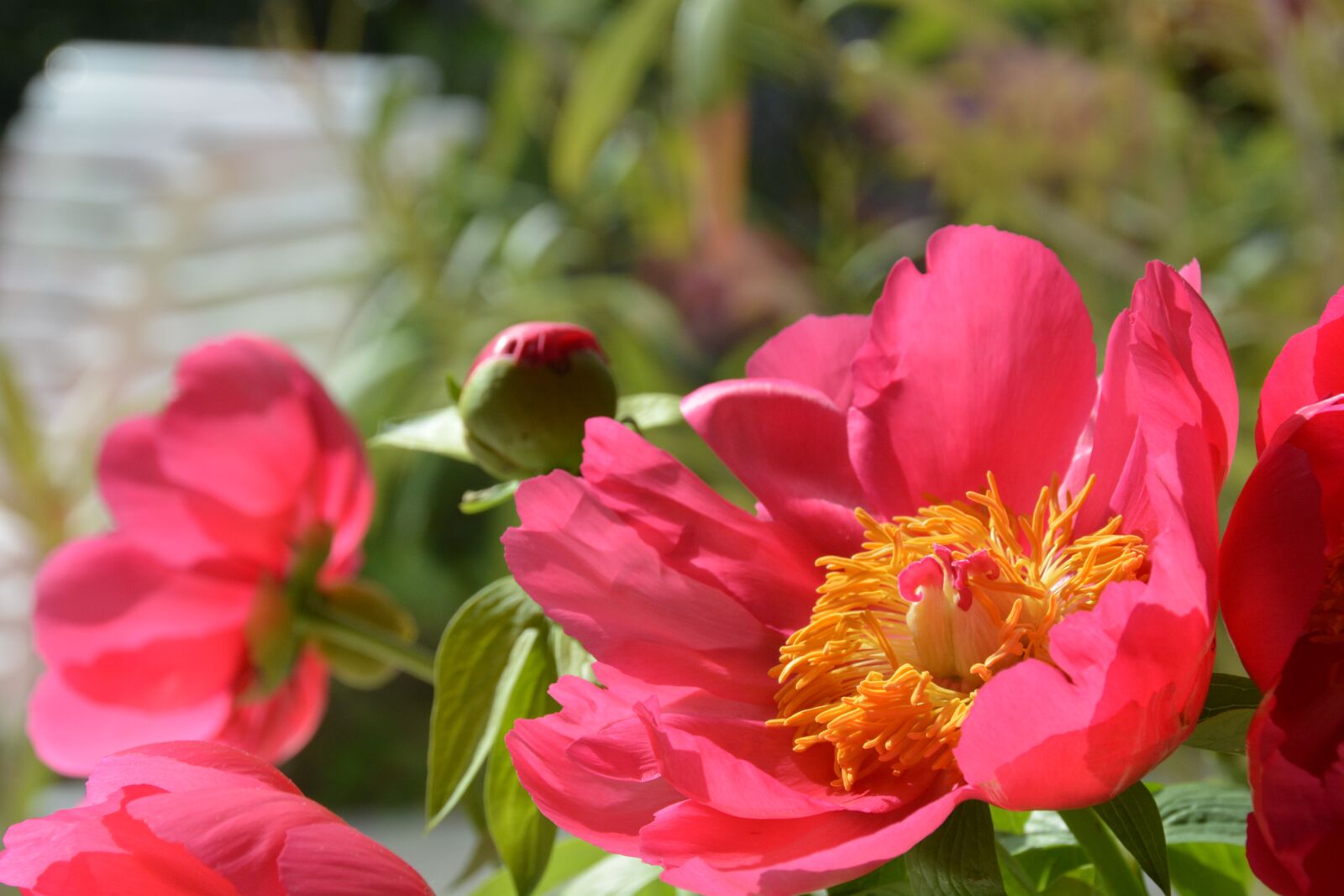 Nikon D7100 sample photo. Flower, peony, pink photography