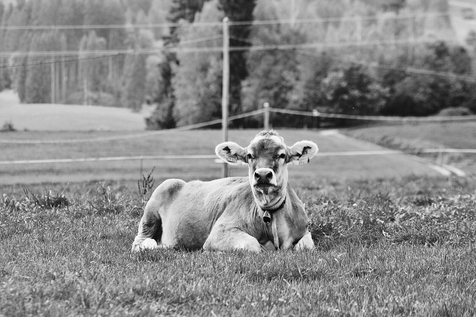 Nikon D3200 sample photo. Cow, animals, animal world photography
