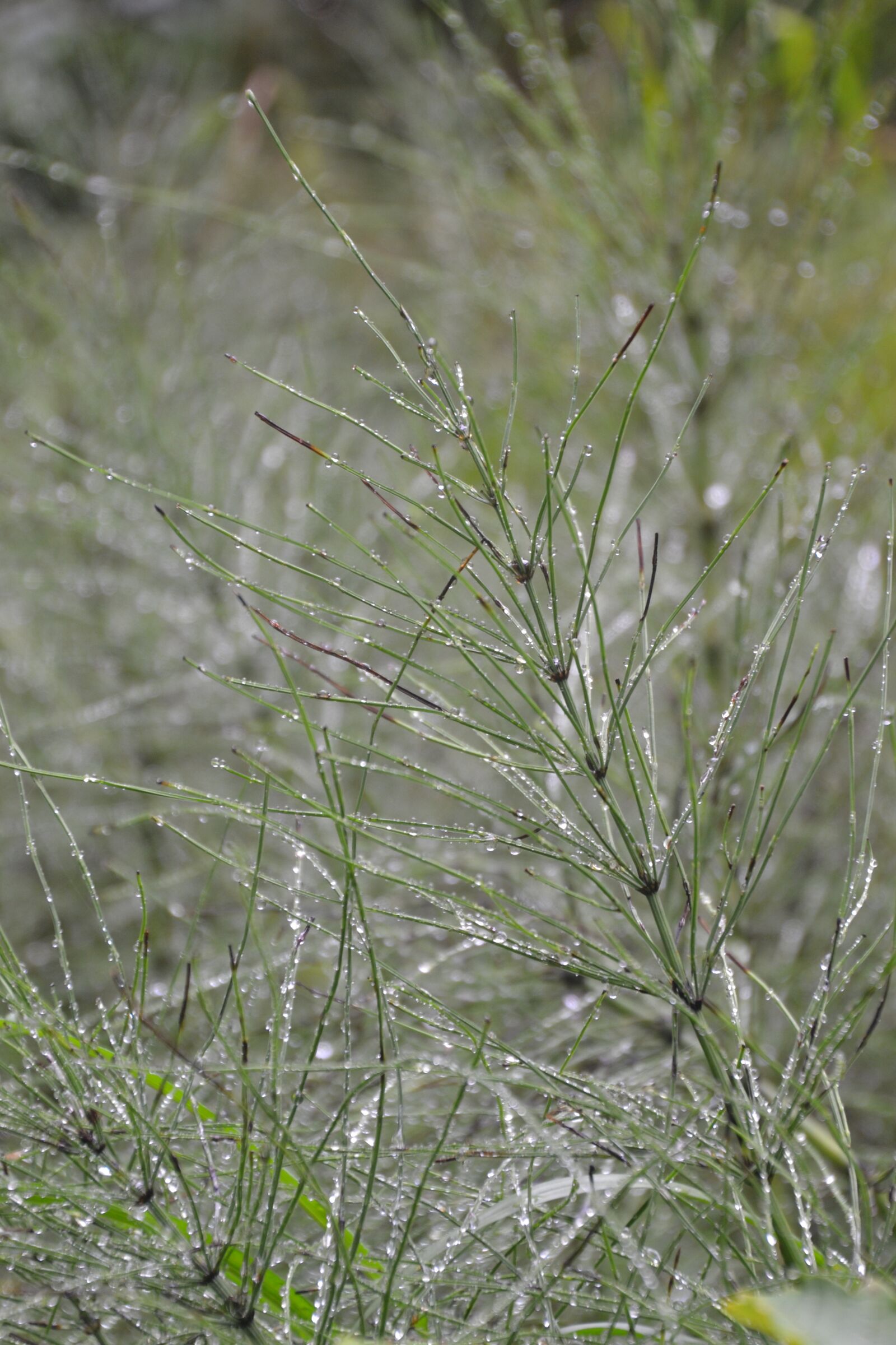 Nikon D3100 sample photo. Horsetail, medicinal plant, horsetail photography