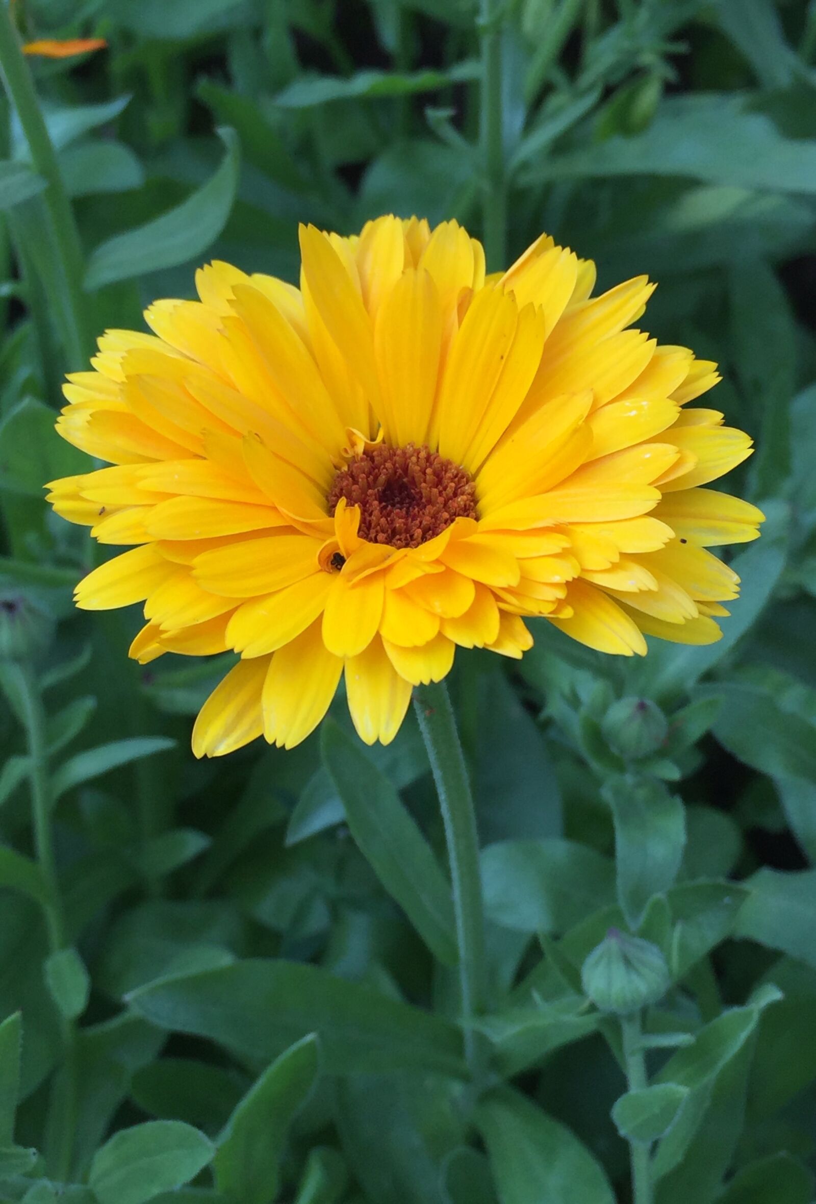 Apple iPhone 6 sample photo. Marigold, flowers, summer photography