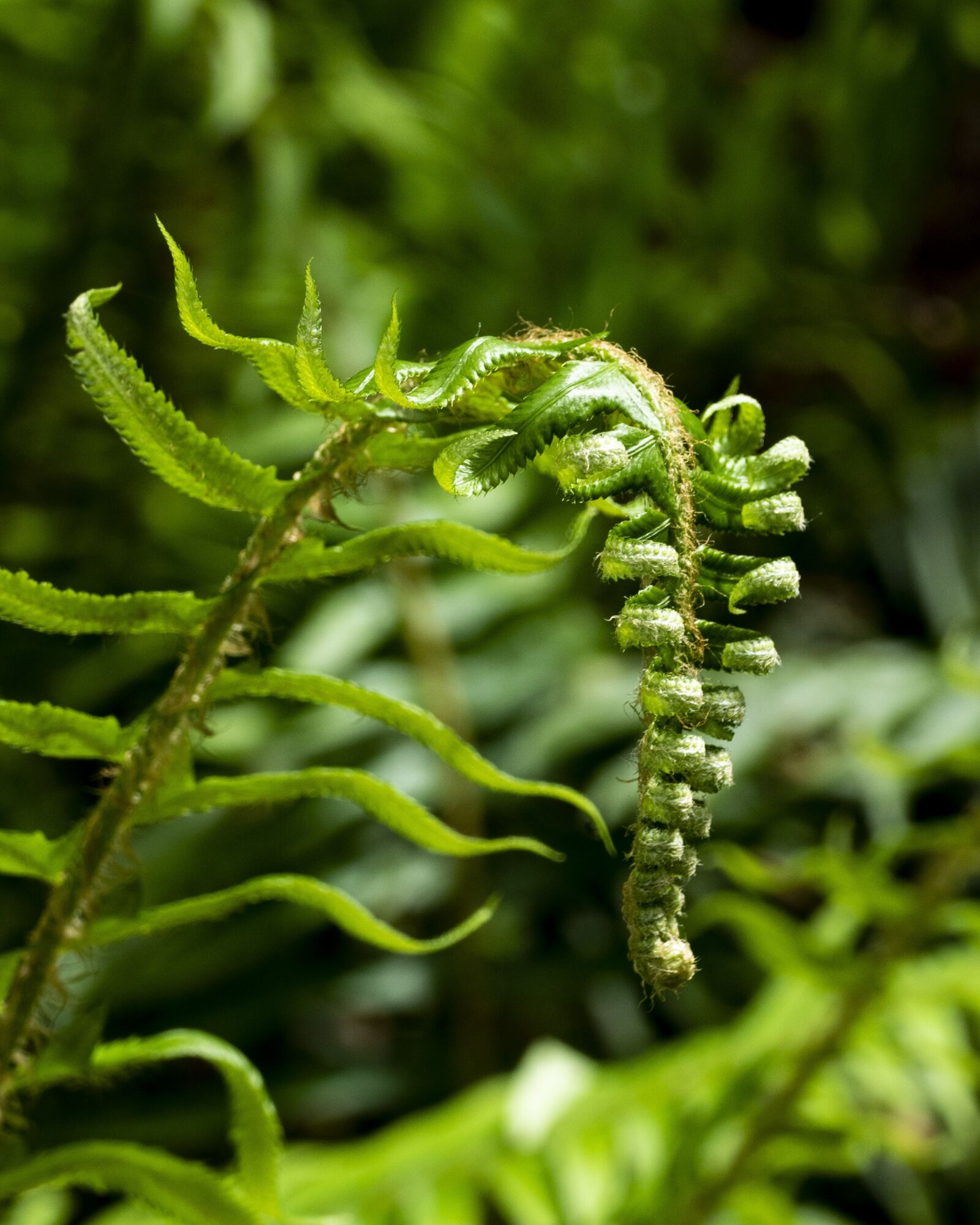 Panasonic Lumix DMC-FZ1000 sample photo. Fern, leaves, forest photography