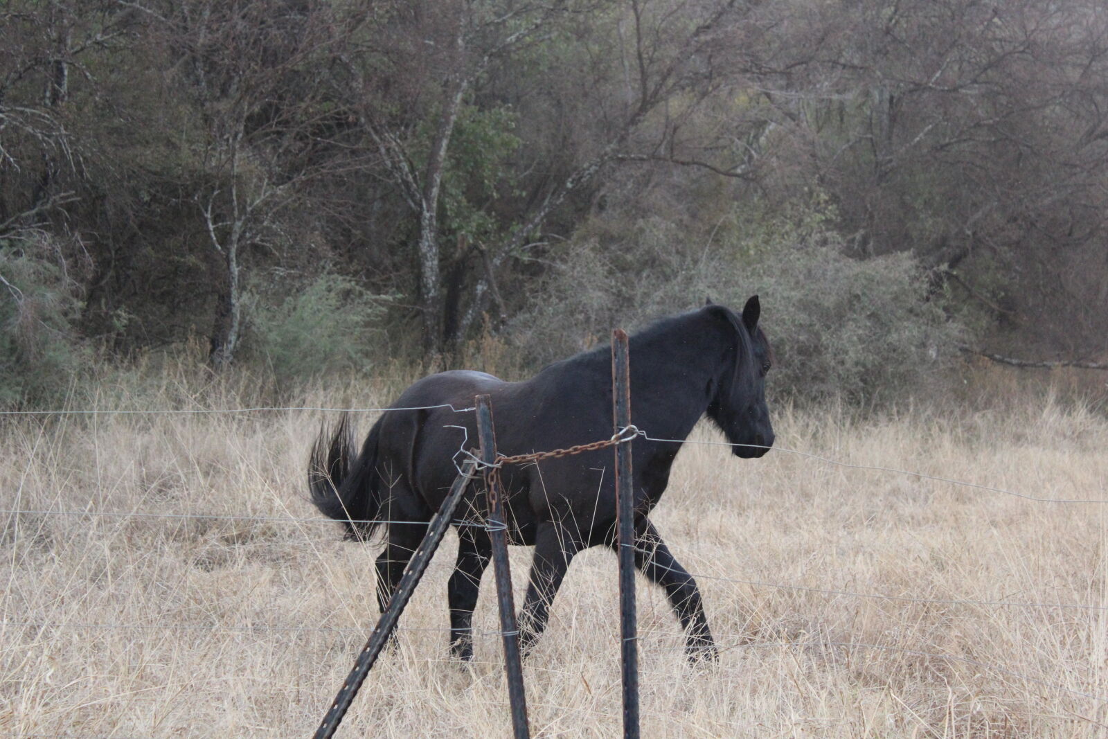 Canon EOS 1200D (EOS Rebel T5 / EOS Kiss X70 / EOS Hi) sample photo. Horse photography
