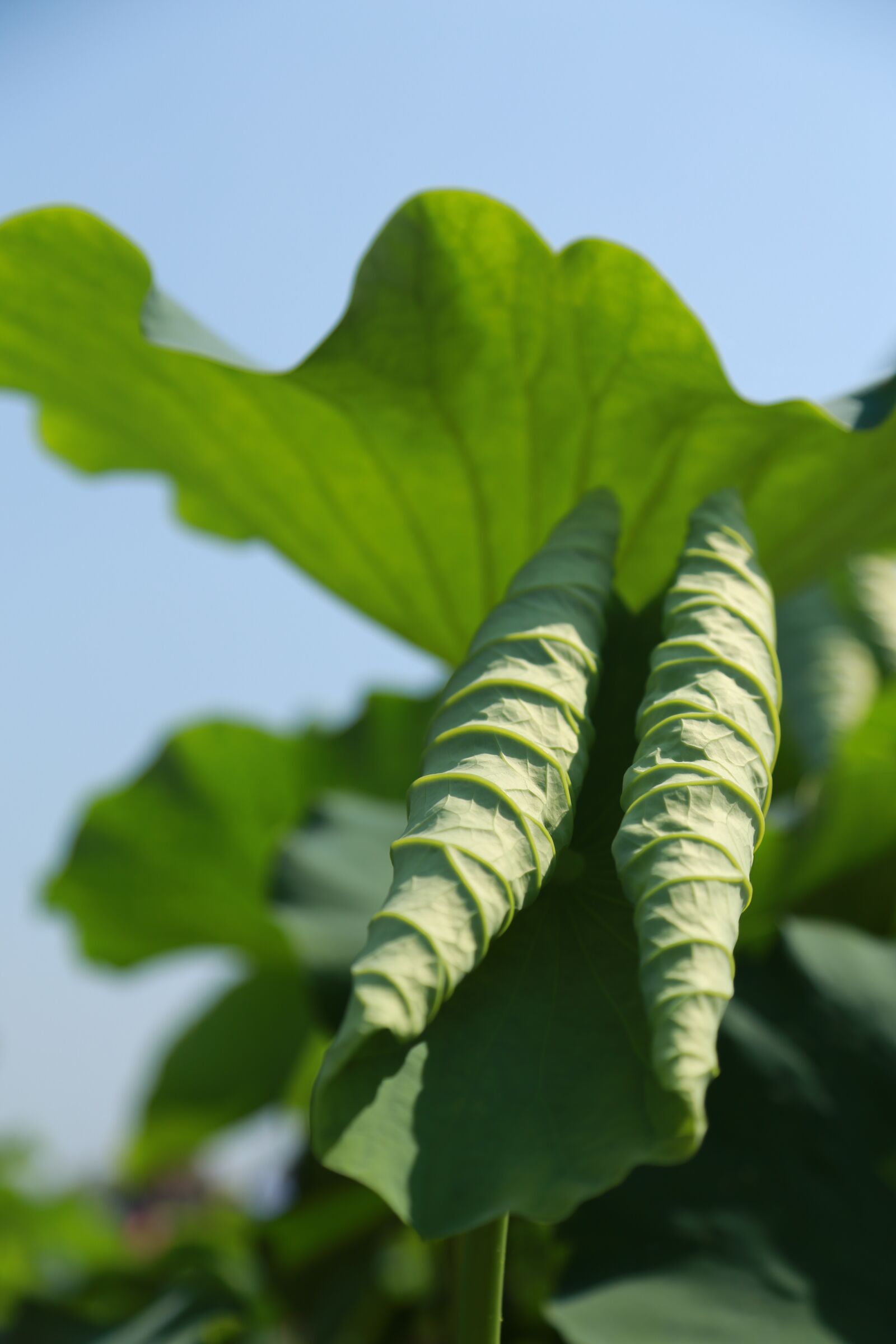 Canon EOS 6D + Canon EF 24-105mm F4L IS USM sample photo. Kite, lotus, nature photography