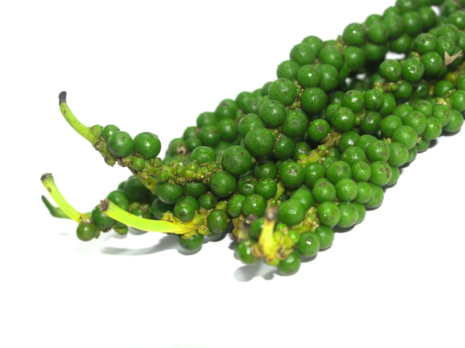 Olympus E-300 (EVOLT E-300) sample photo. Antioxidant, aromatic, bell pepper photography