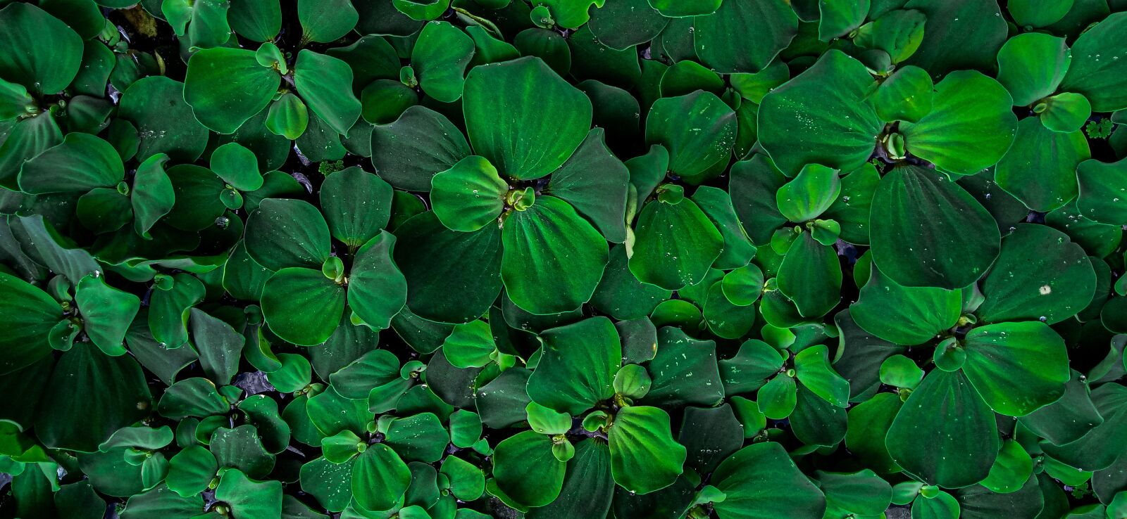 Realme C2 sample photo. Green, land, true photography