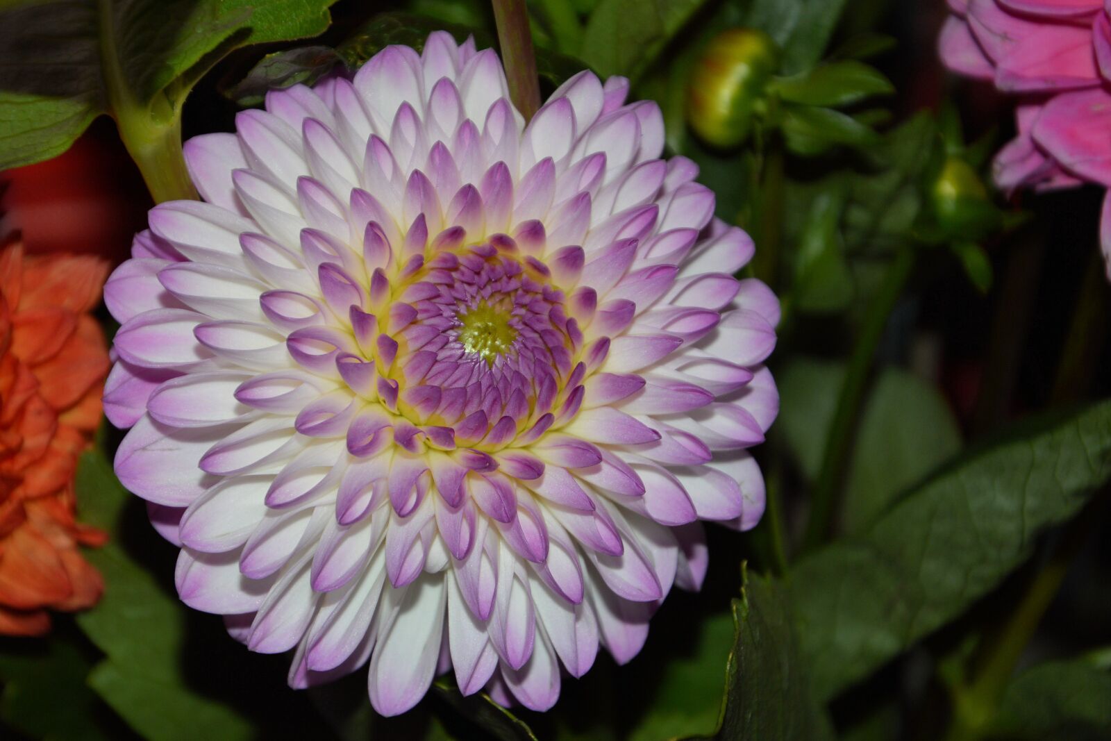Nikon D3200 sample photo. Dahlia, blossom, bloom photography
