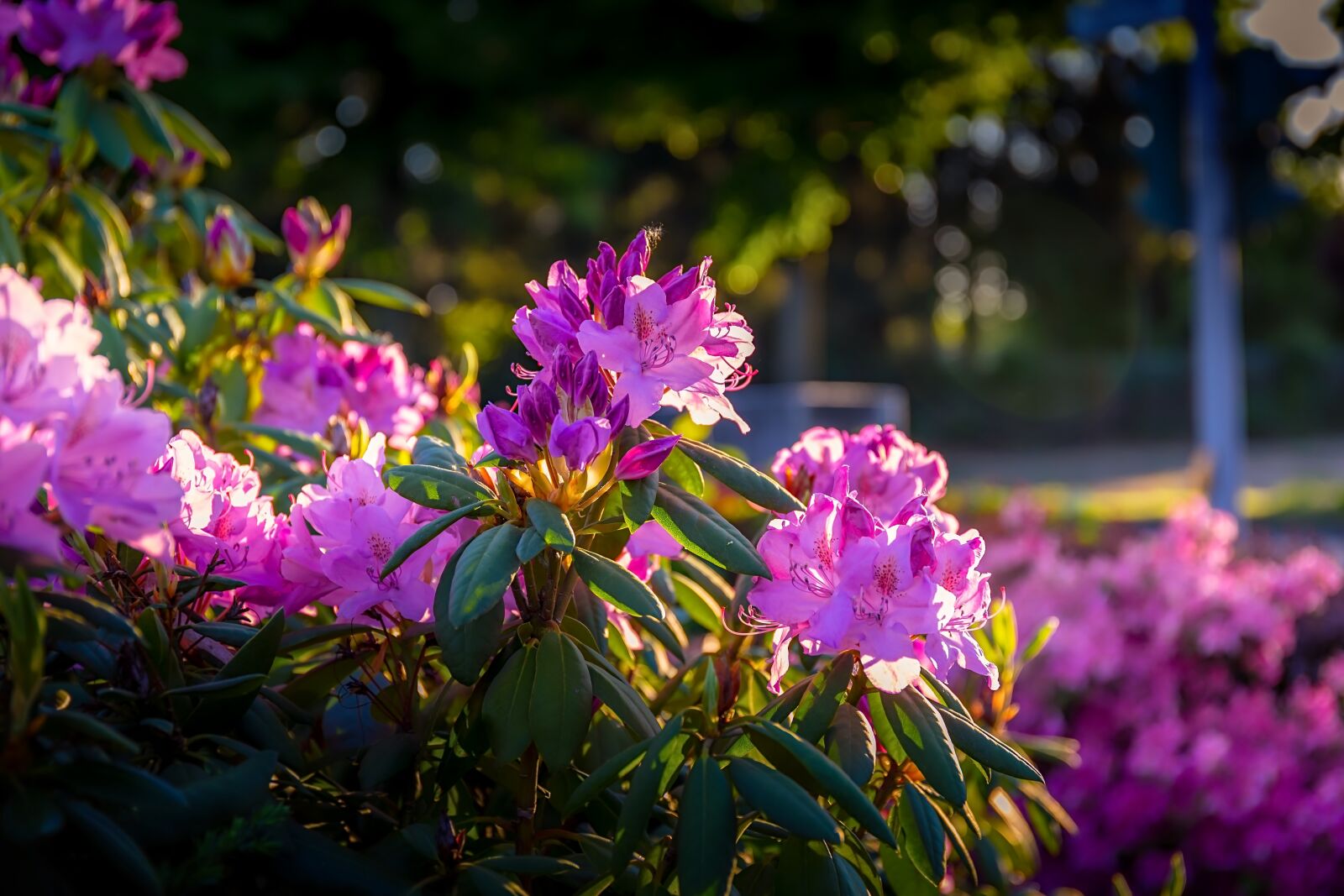 Canon EF 24-70mm F4L IS USM sample photo. Flowers, sunset, street photography