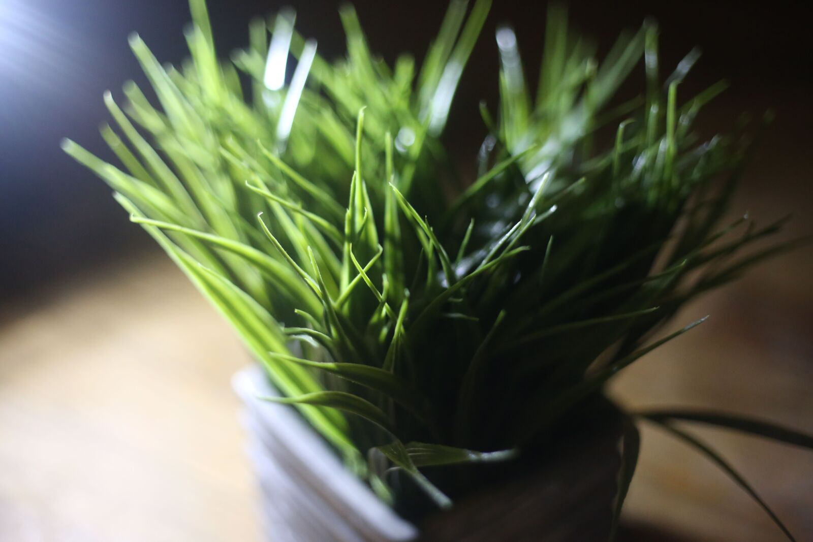 Canon EOS 6D + Canon EF 50mm F1.8 STM sample photo. Flora, food, leaf photography